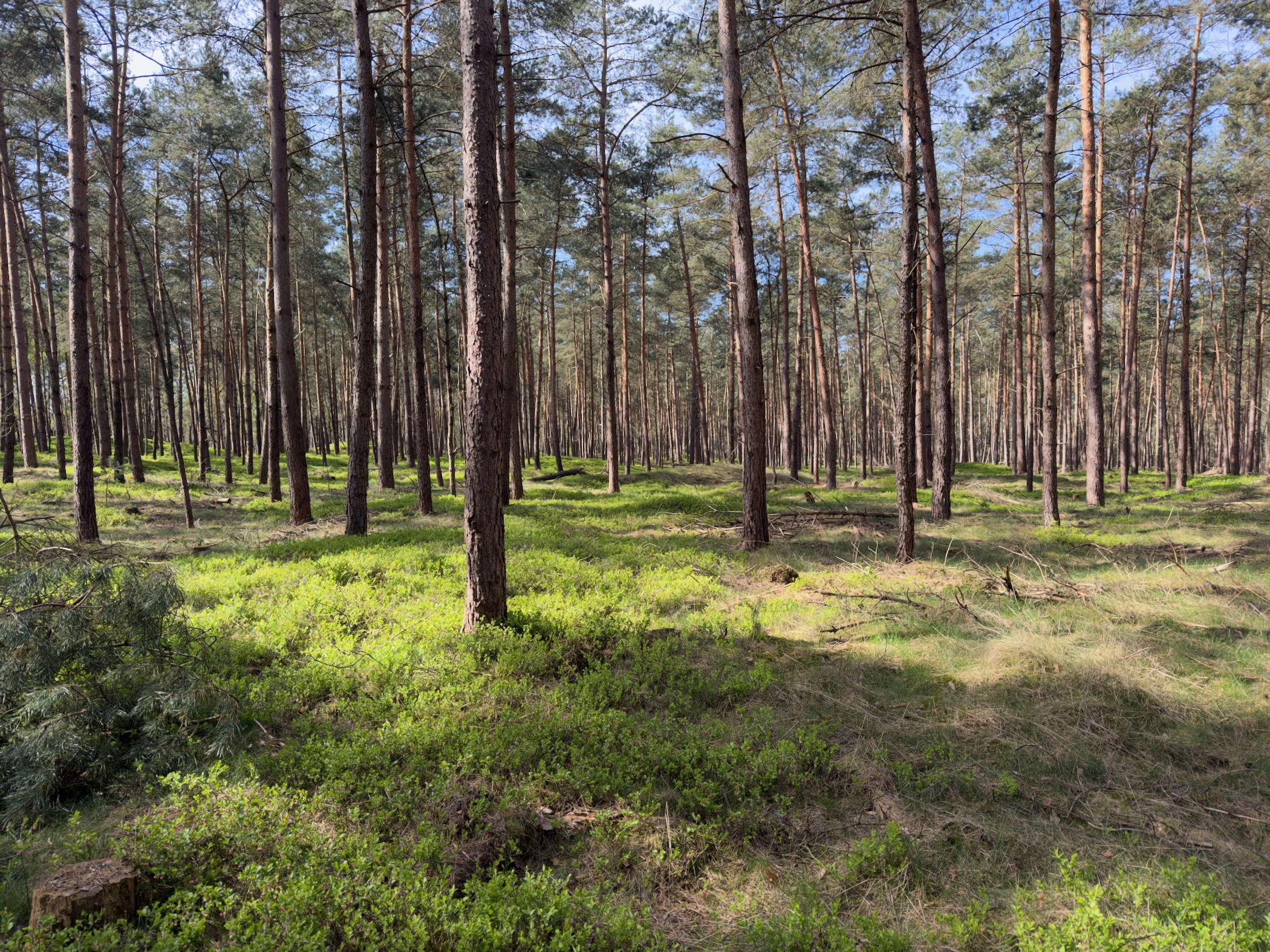 Open pine woodland with grass and bilberry on the forest floor