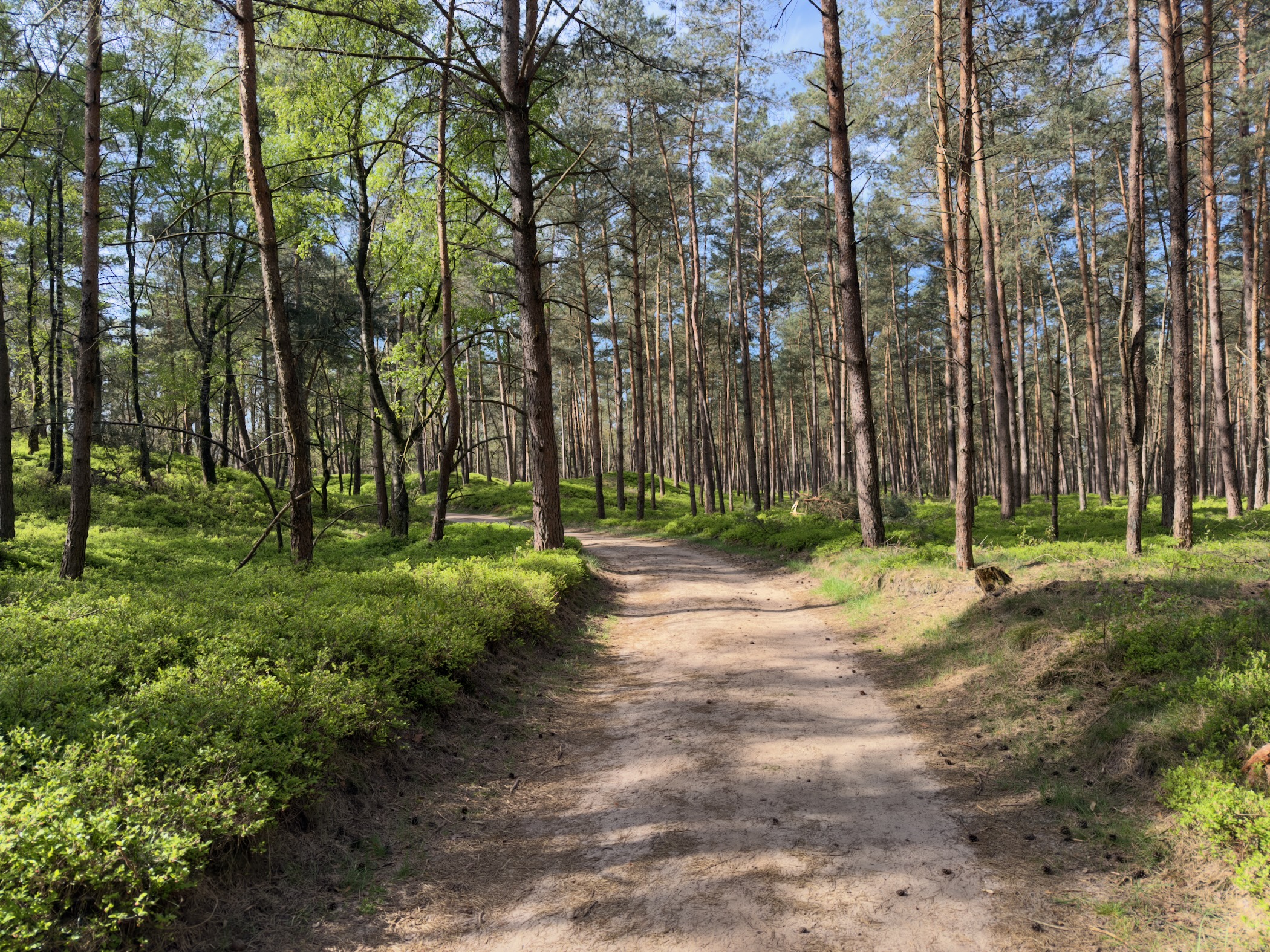 Curved sandy path through tall pines in spring sunshine