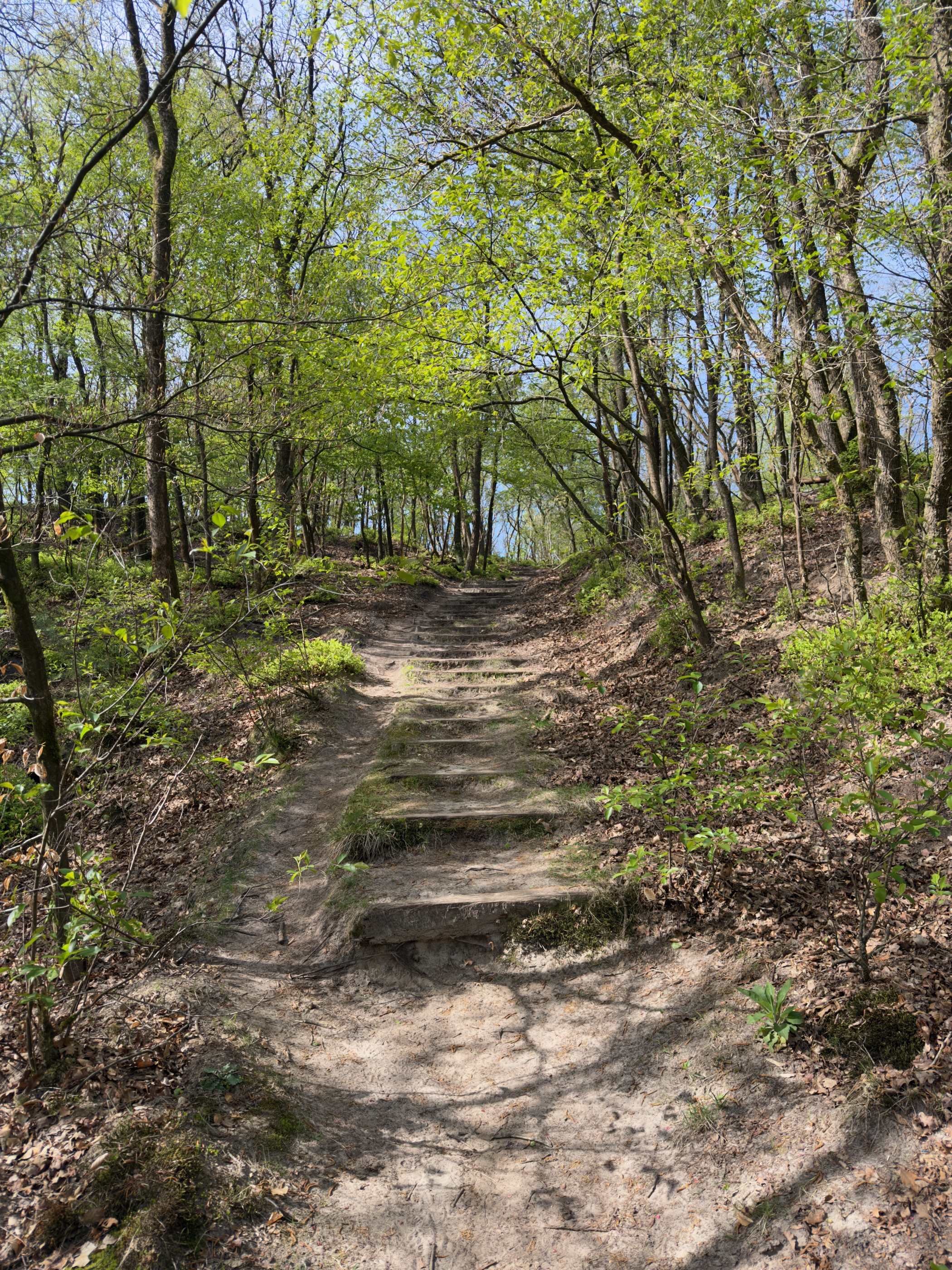 Sandy path with shallow steps climbing a wooded slope