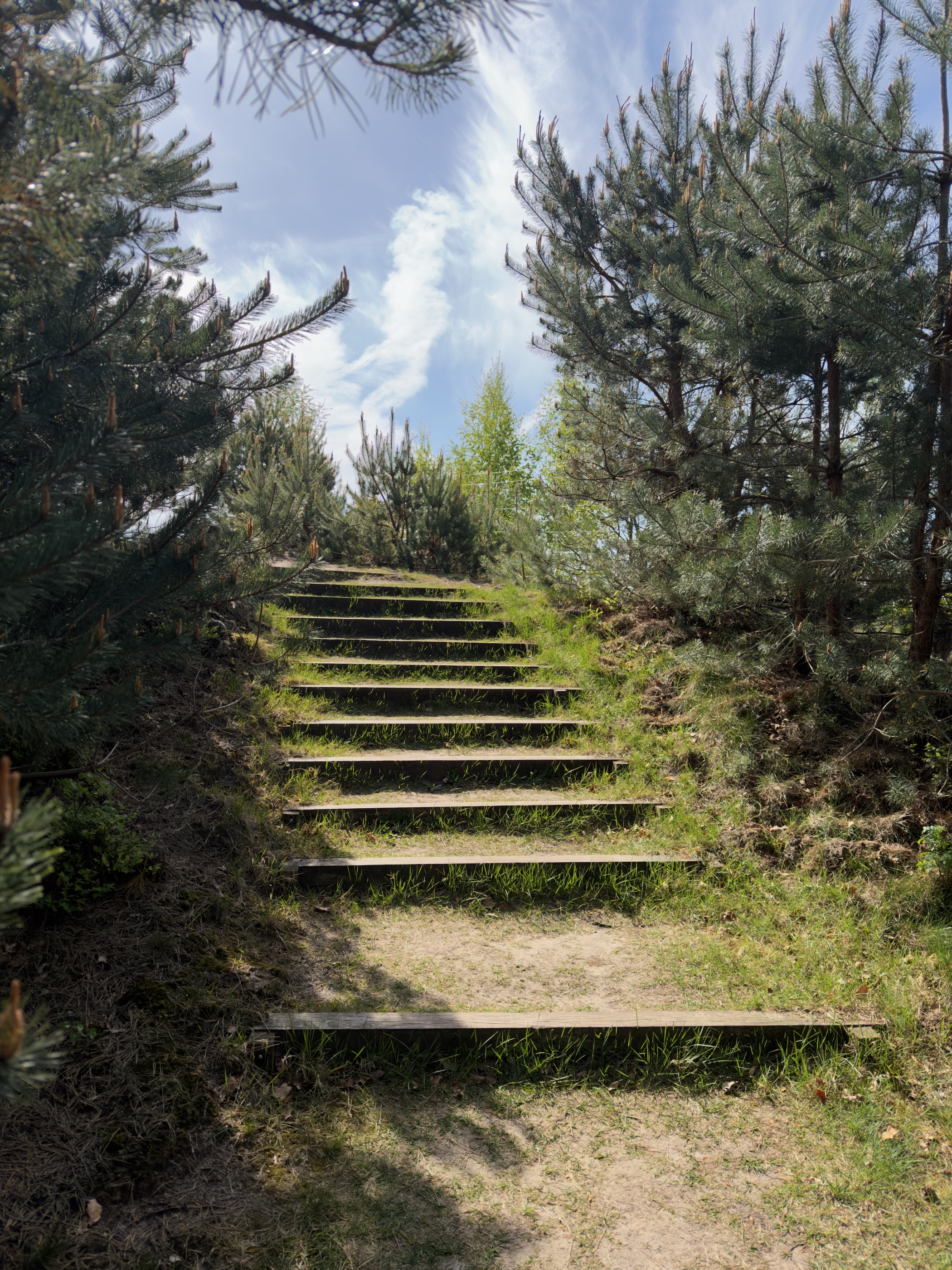 Wooden steps climbing through young pines under a blue sky