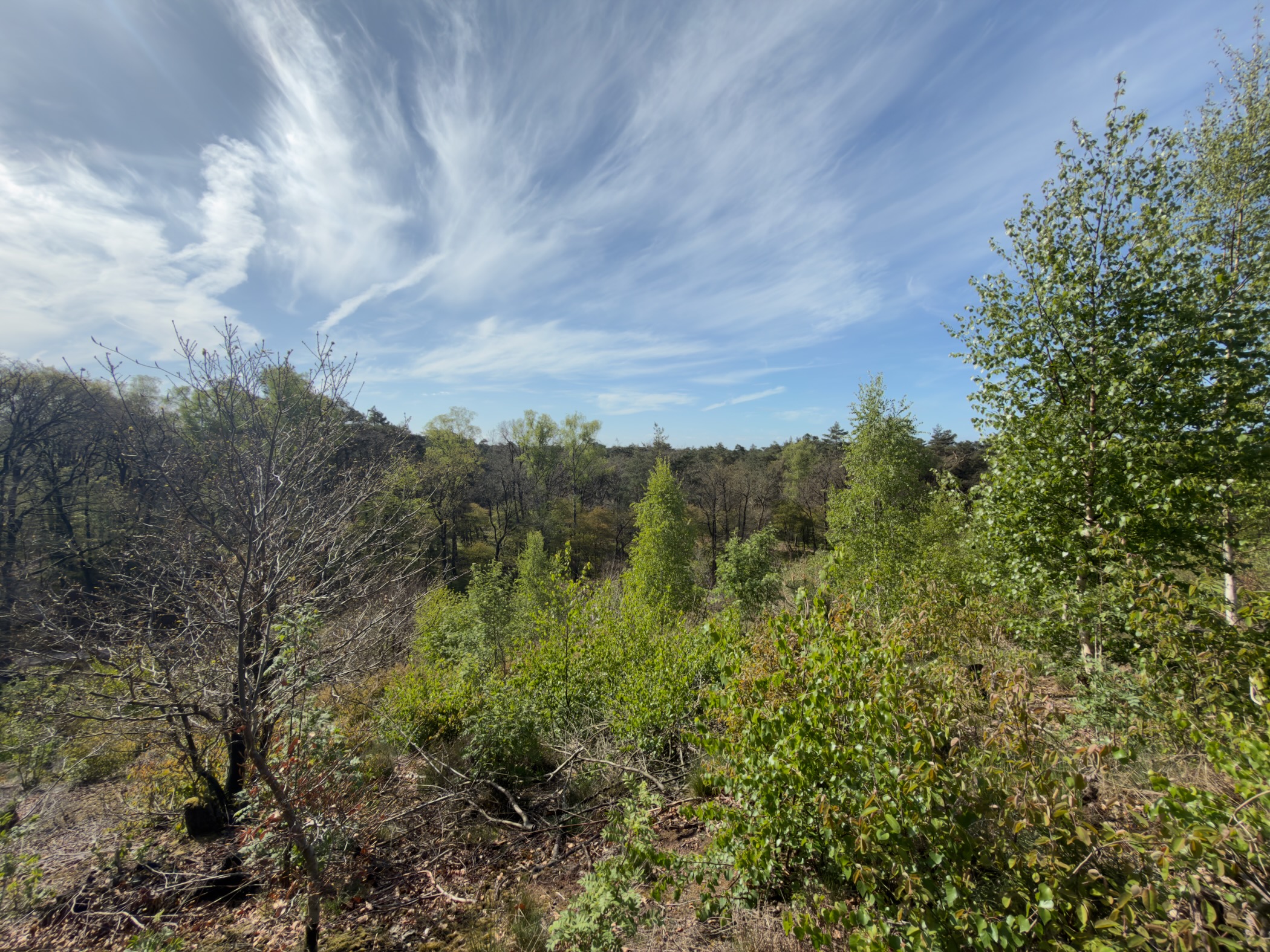 View over treetops and shrubs from a higher vantage point