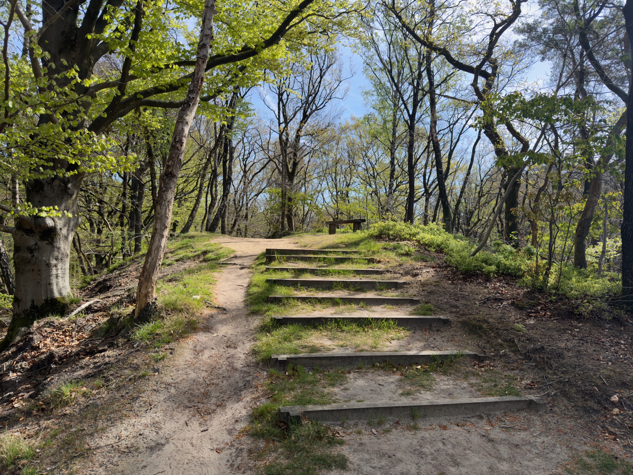 Wooden steps descending from a clearing into beech woodland