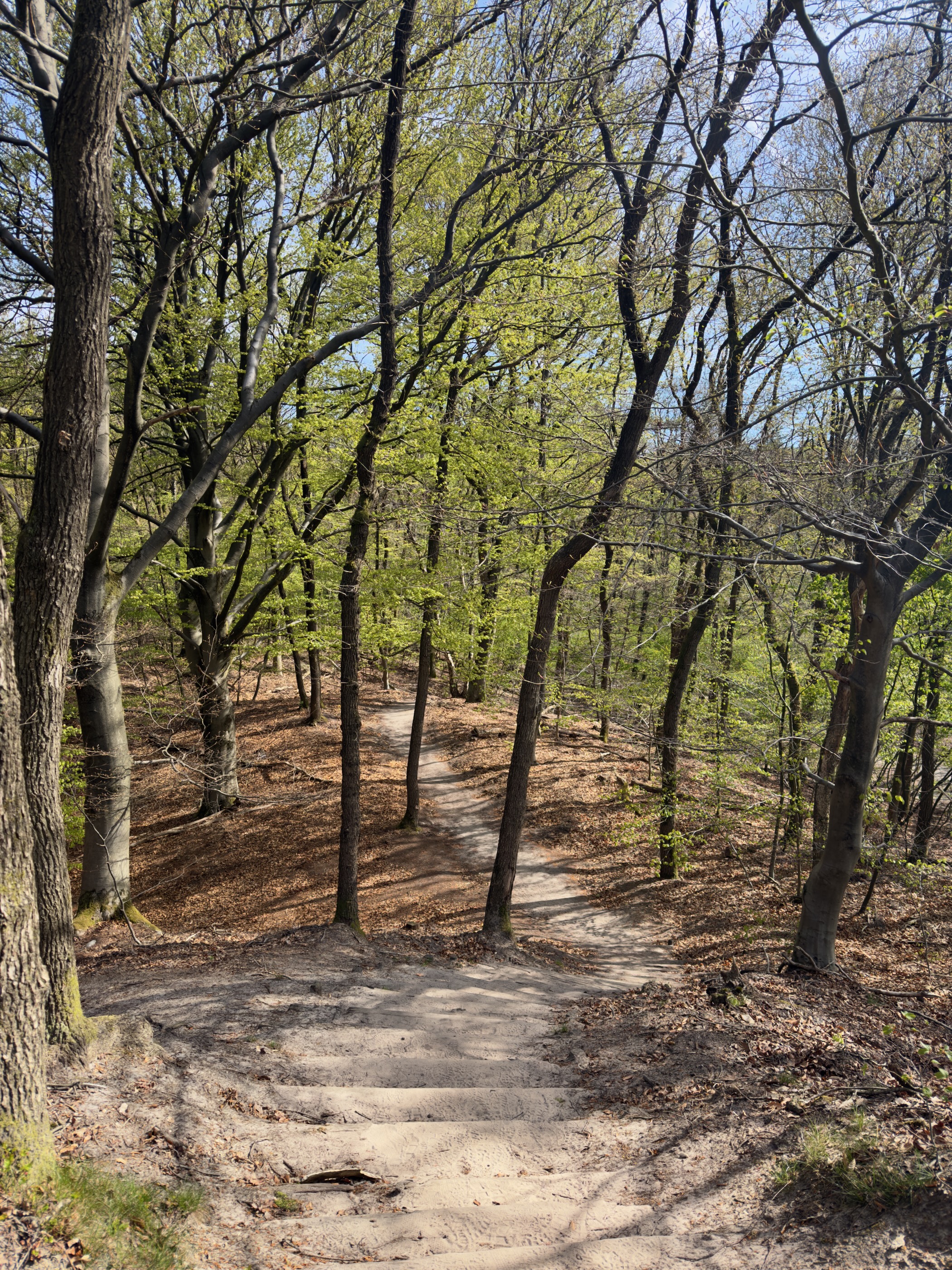 Sandy path winding down a wooded slope with bright spring leaves