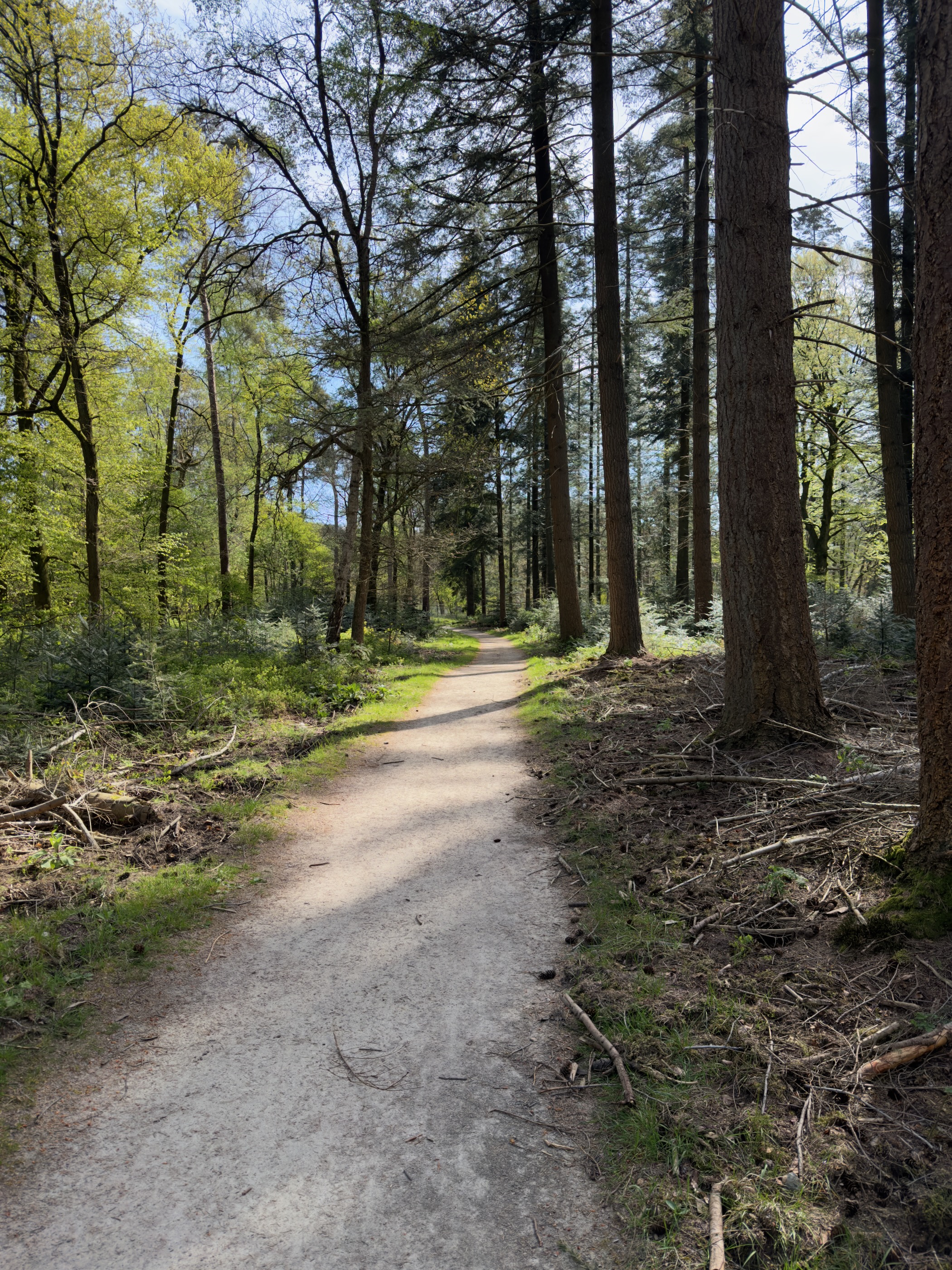 Forest path lined with tall conifers and beech trees in spring