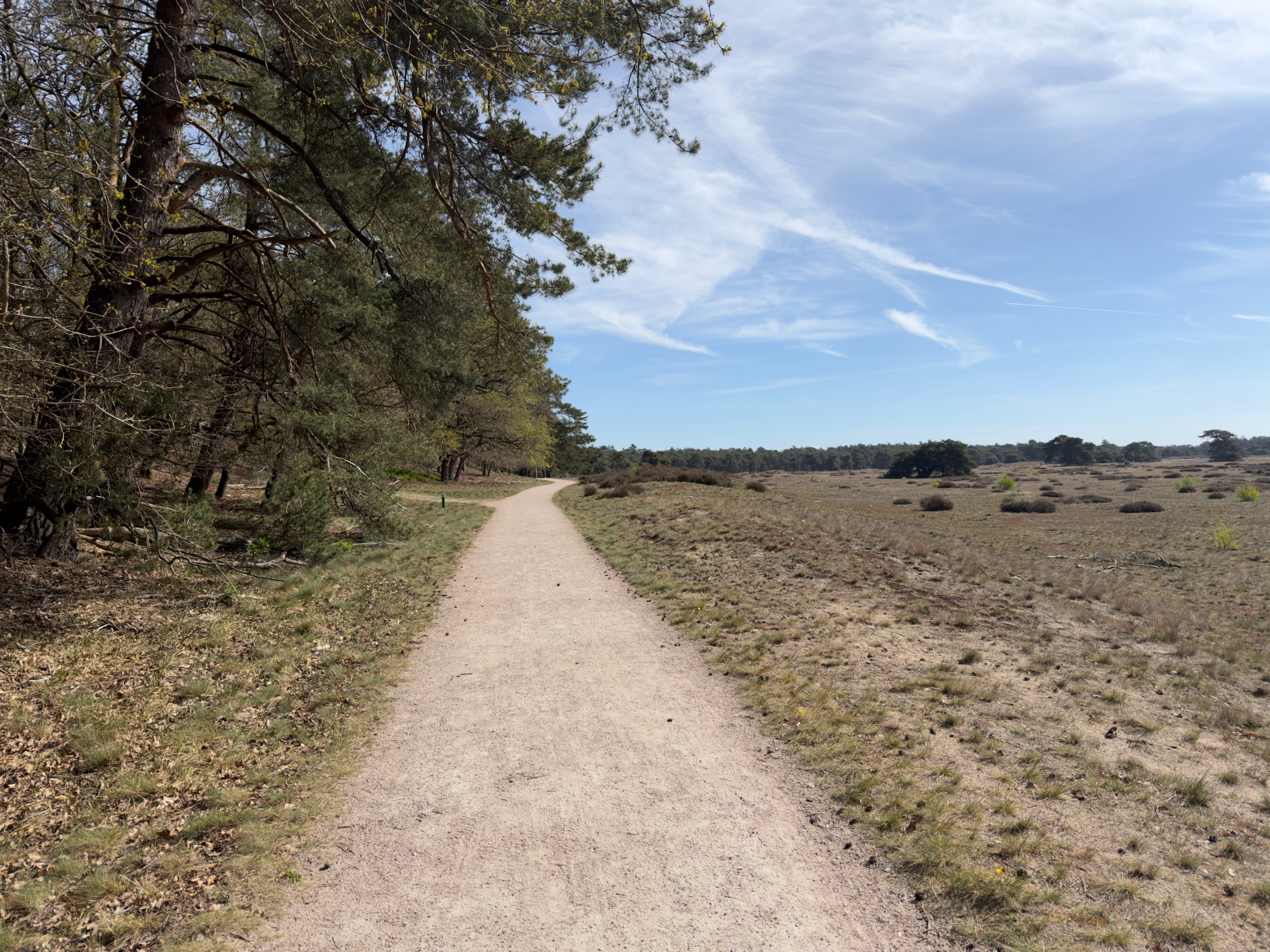 Sandy path between woodland and open heath under a clear sky