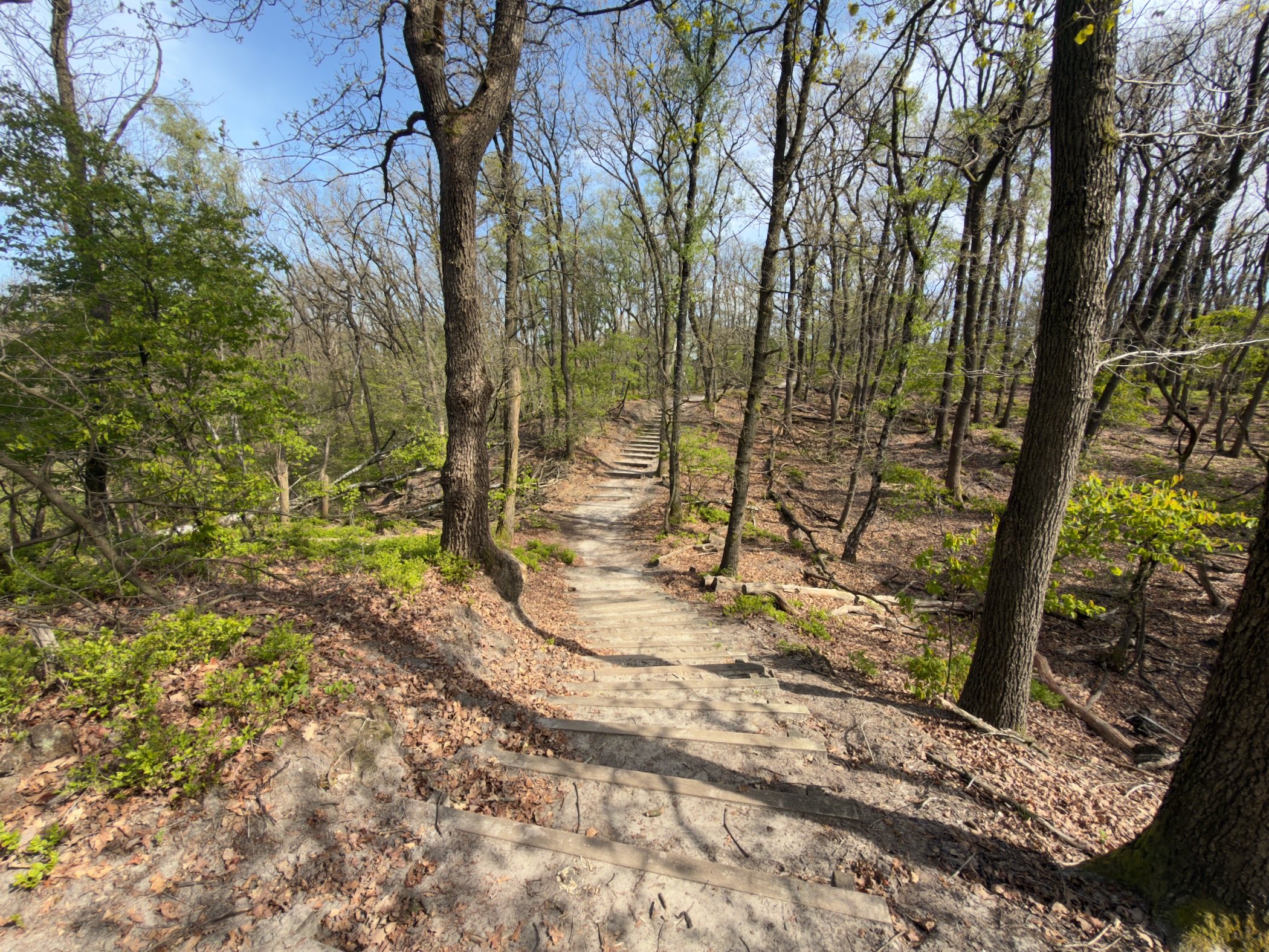 Sandy path climbing through a wooded ridge with oak trees
