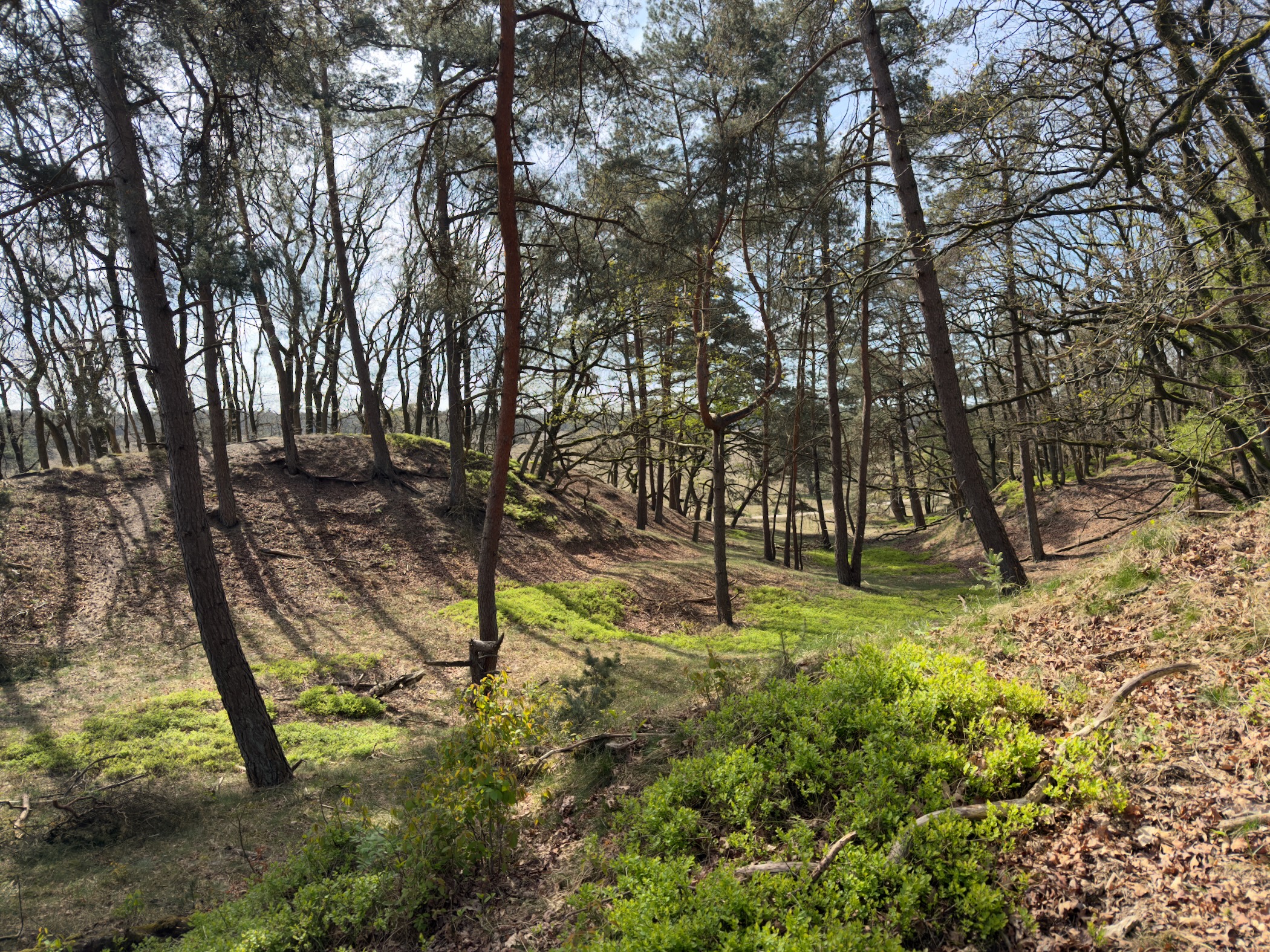 View into a wooded hollow with pines and fresh spring growth
