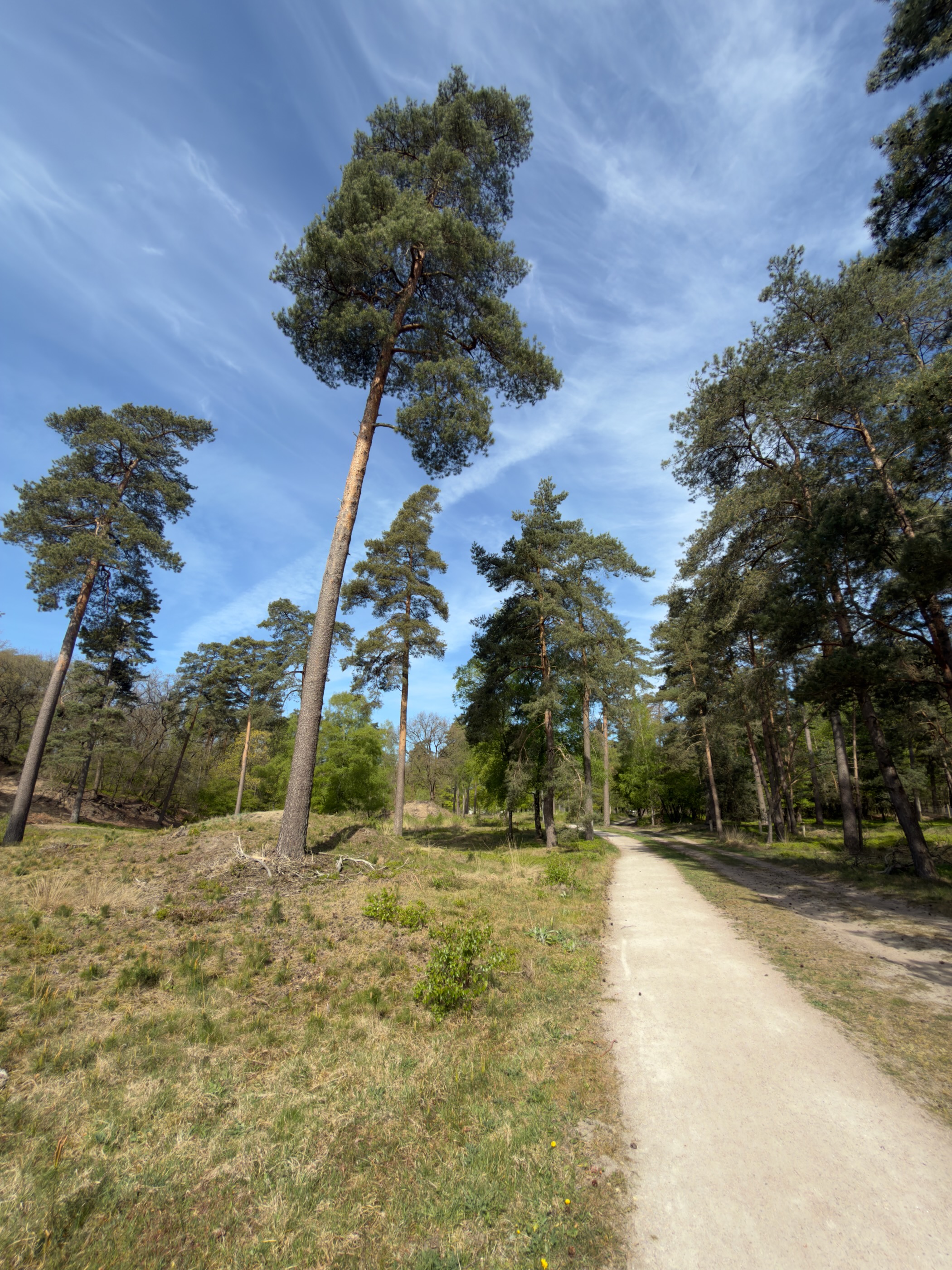 Tall pines beside a sandy path with blue sky overhead