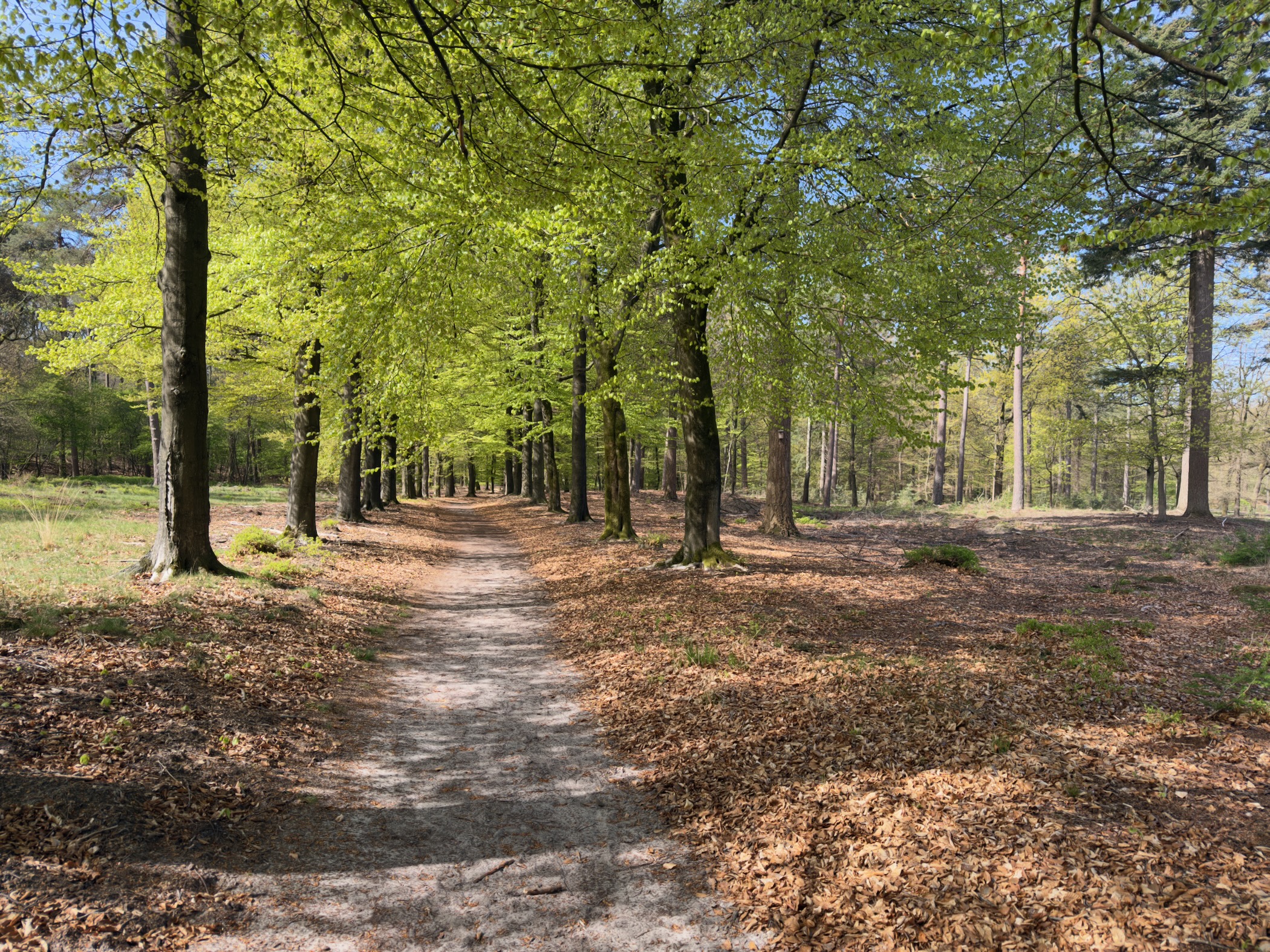 Avenue of beech trees over a leaf strewn forest path