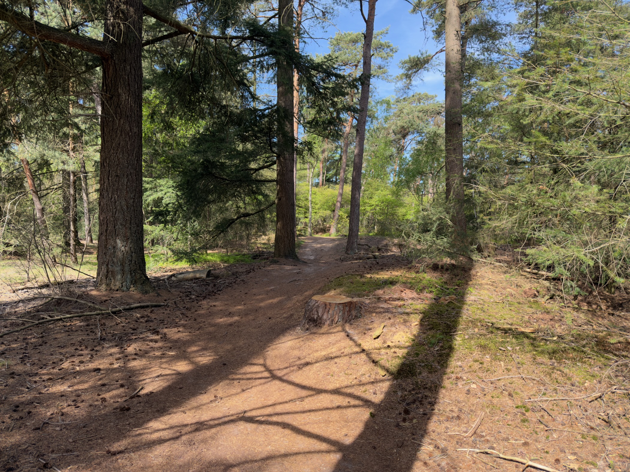 Sandy path through mixed pine forest in dappled light