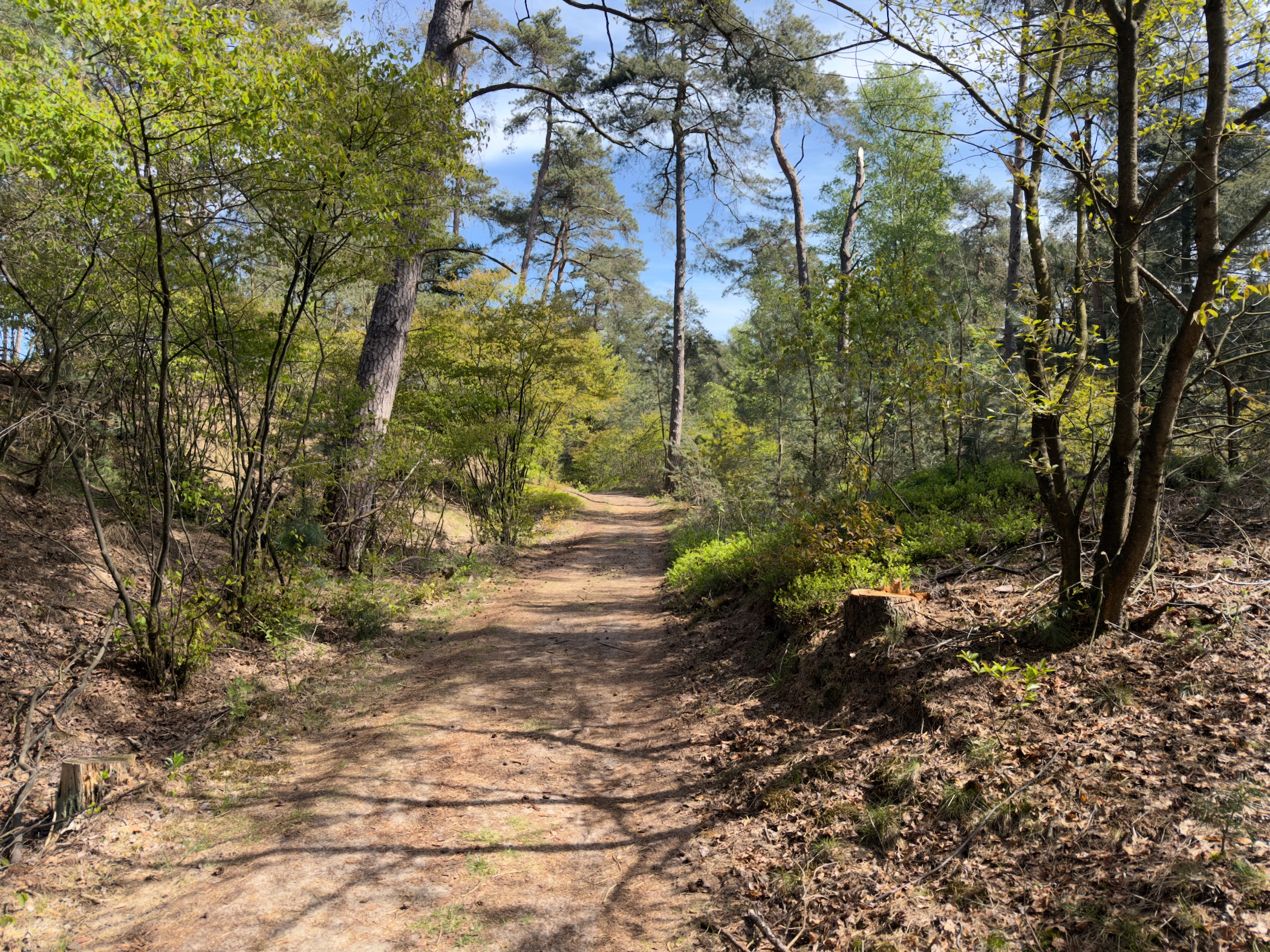 Sandy track between young trees and pines in spring