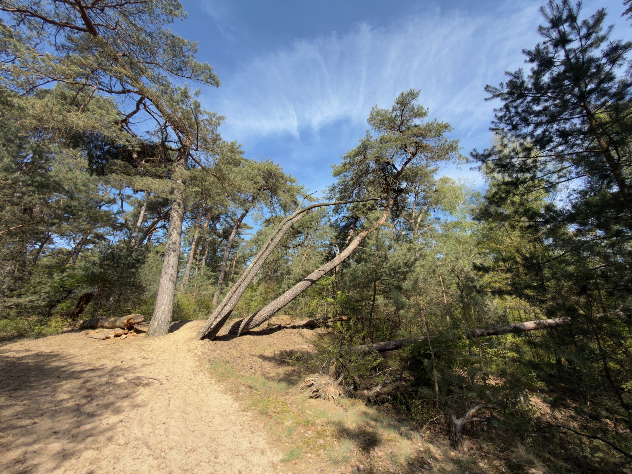 Two leaning pines beside a sandy path under a blue sky