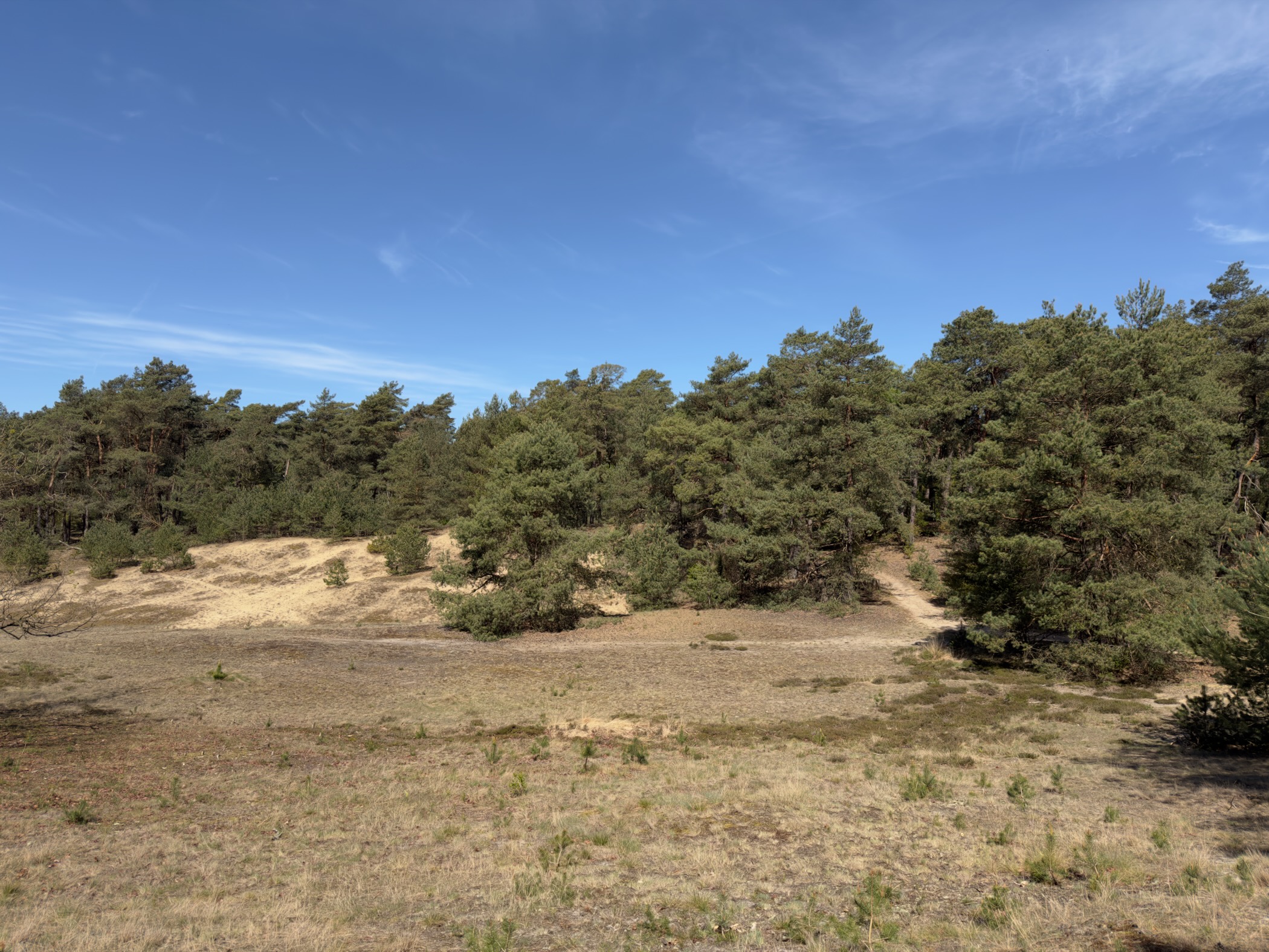 Open sandy heath bordered by pines under a clear sky