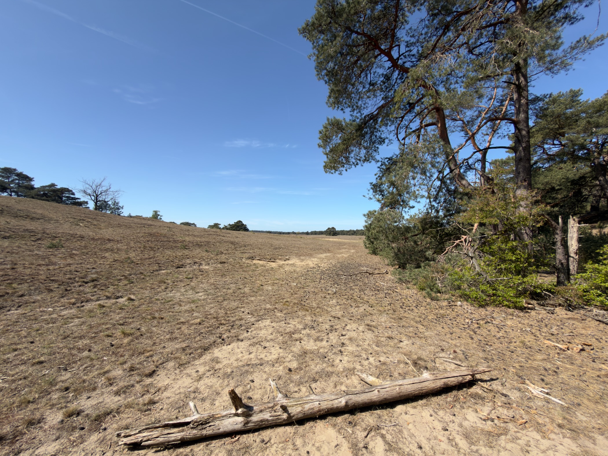 Wide sandy plain with a fallen log and pine trees