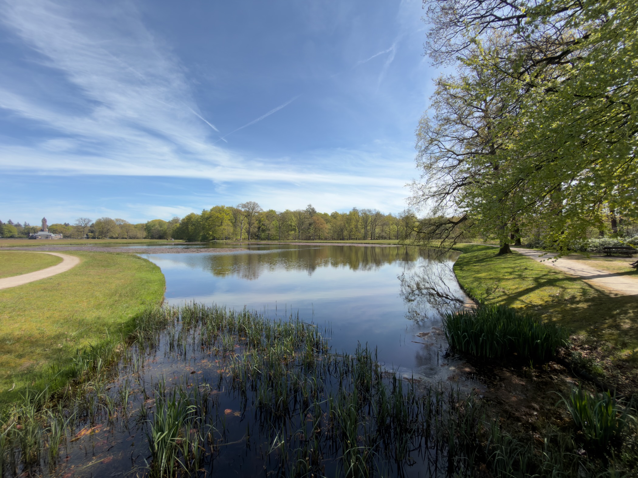 Calm pond reflecting trees and sky with reeds in the foreground