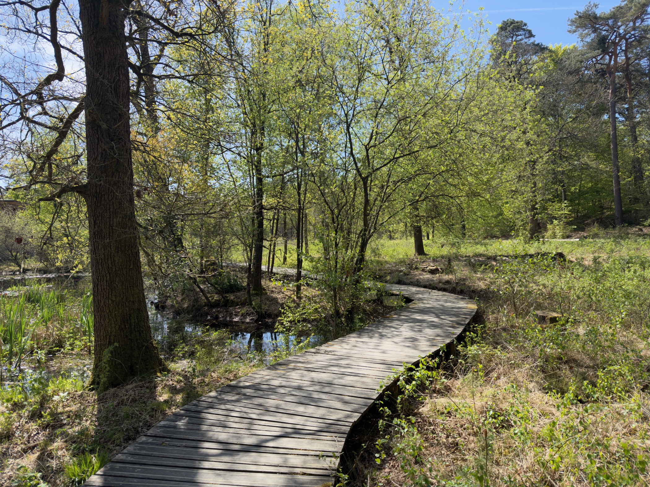 Wooden boardwalk curving through marshland and trees