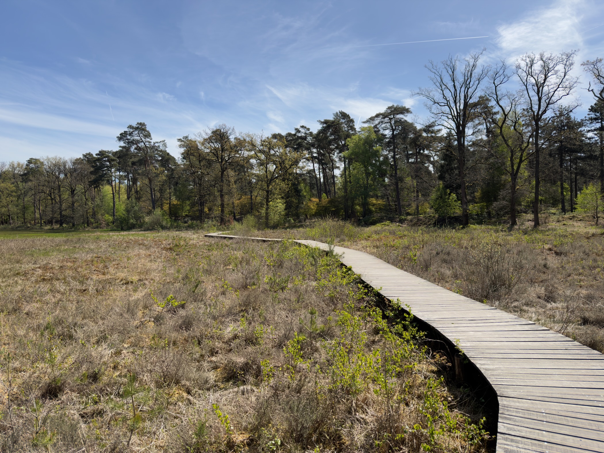 Wooden boardwalk crossing open marsh towards woodland