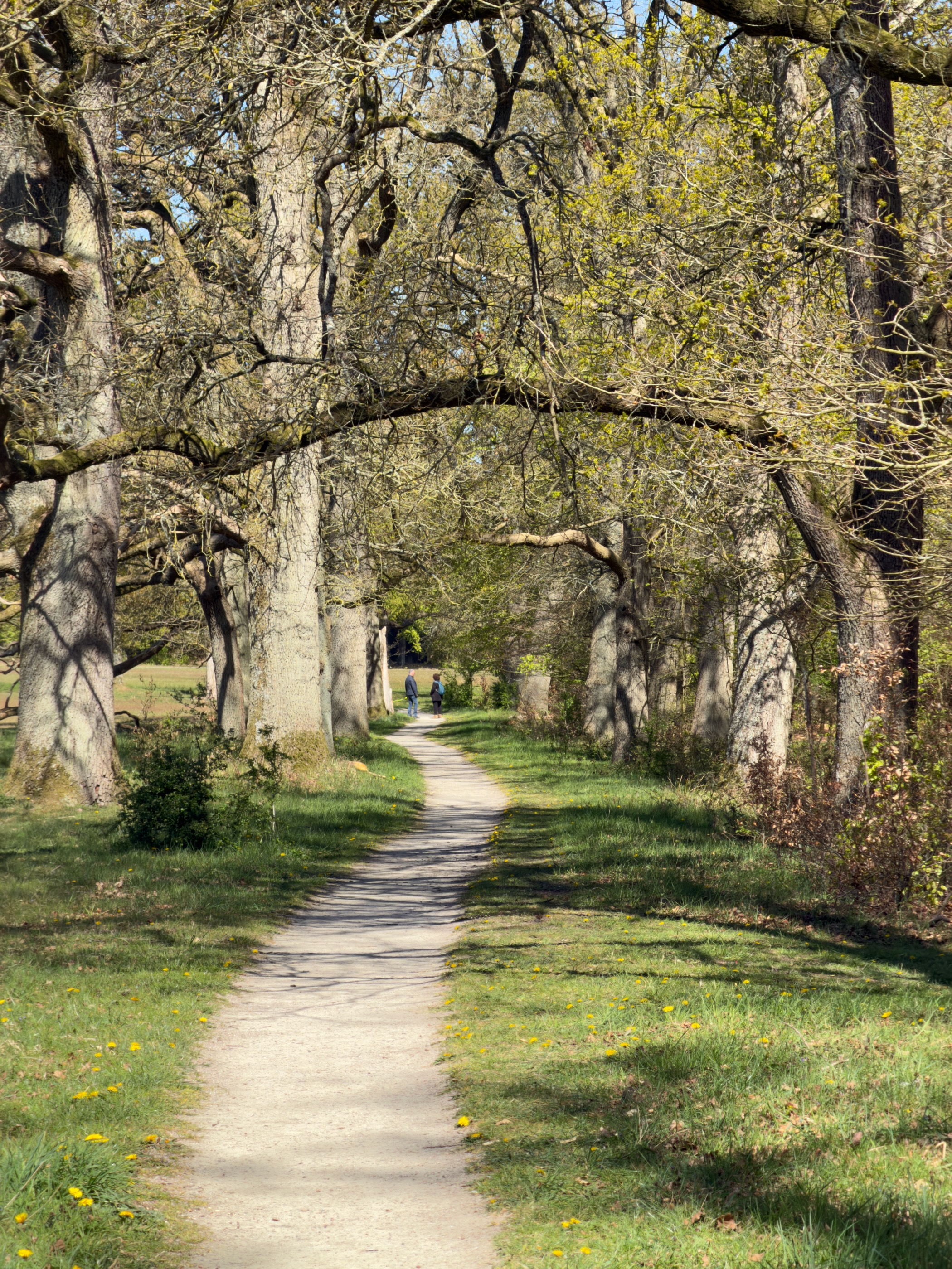Sandy path under arching oaks with two figures walking ahead