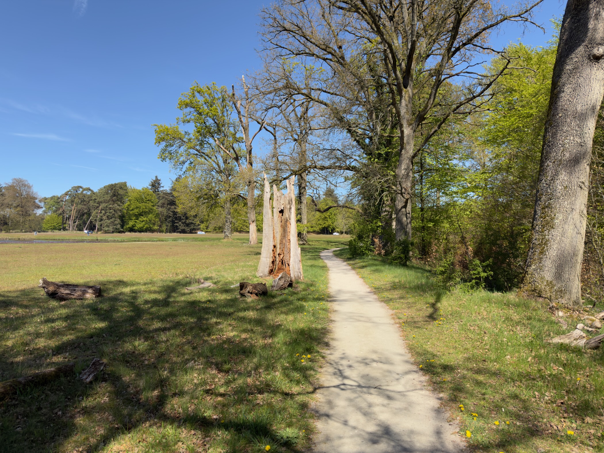Path passing dead oak trunks across an open meadow