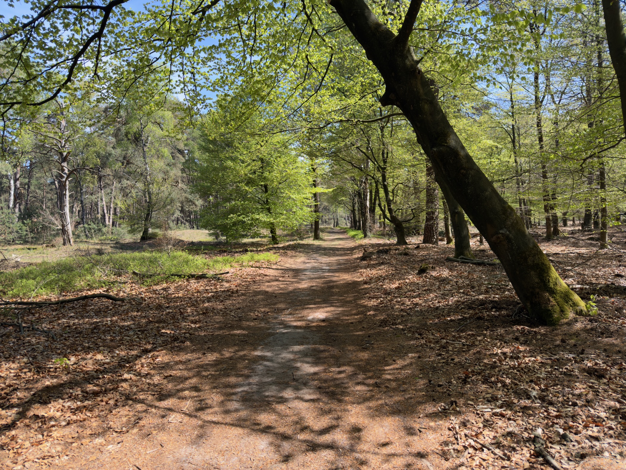 Forest path among beech trees in dappled spring light