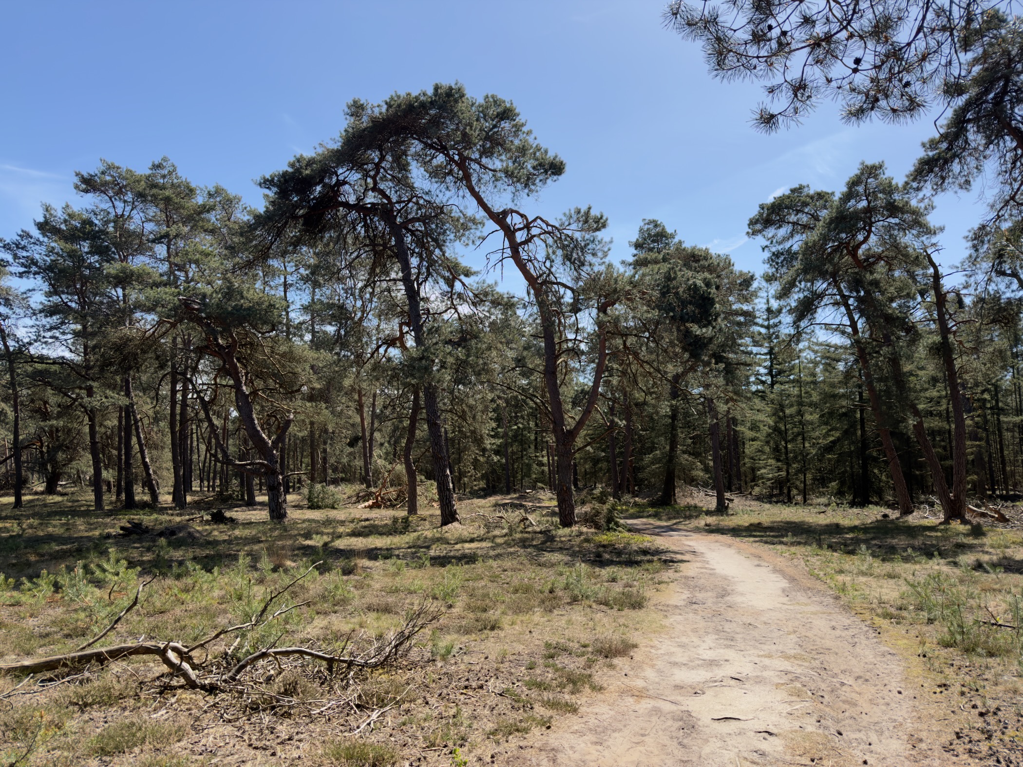 Sandy path through open pine woodland under a blue sky