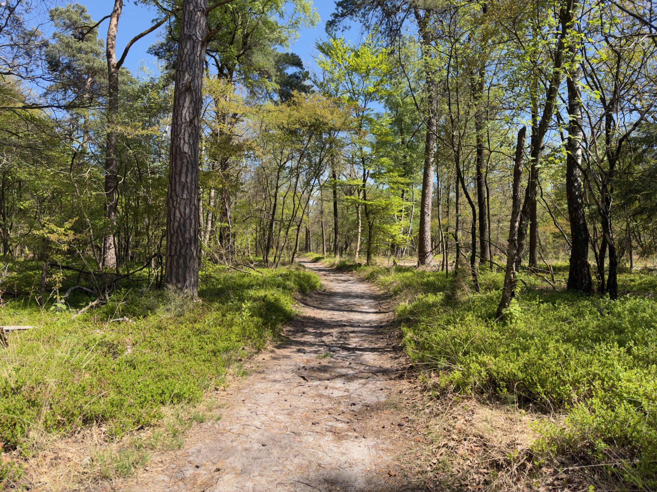 Sandy path through pine and birch forest with green undergrowth
