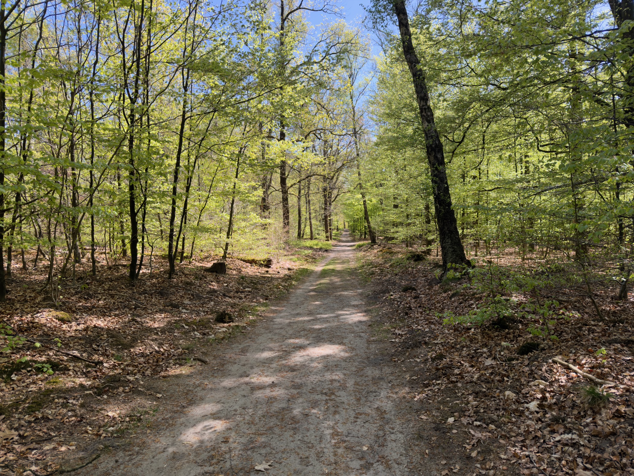 Sandy path lined by birch trees in fresh spring leaf