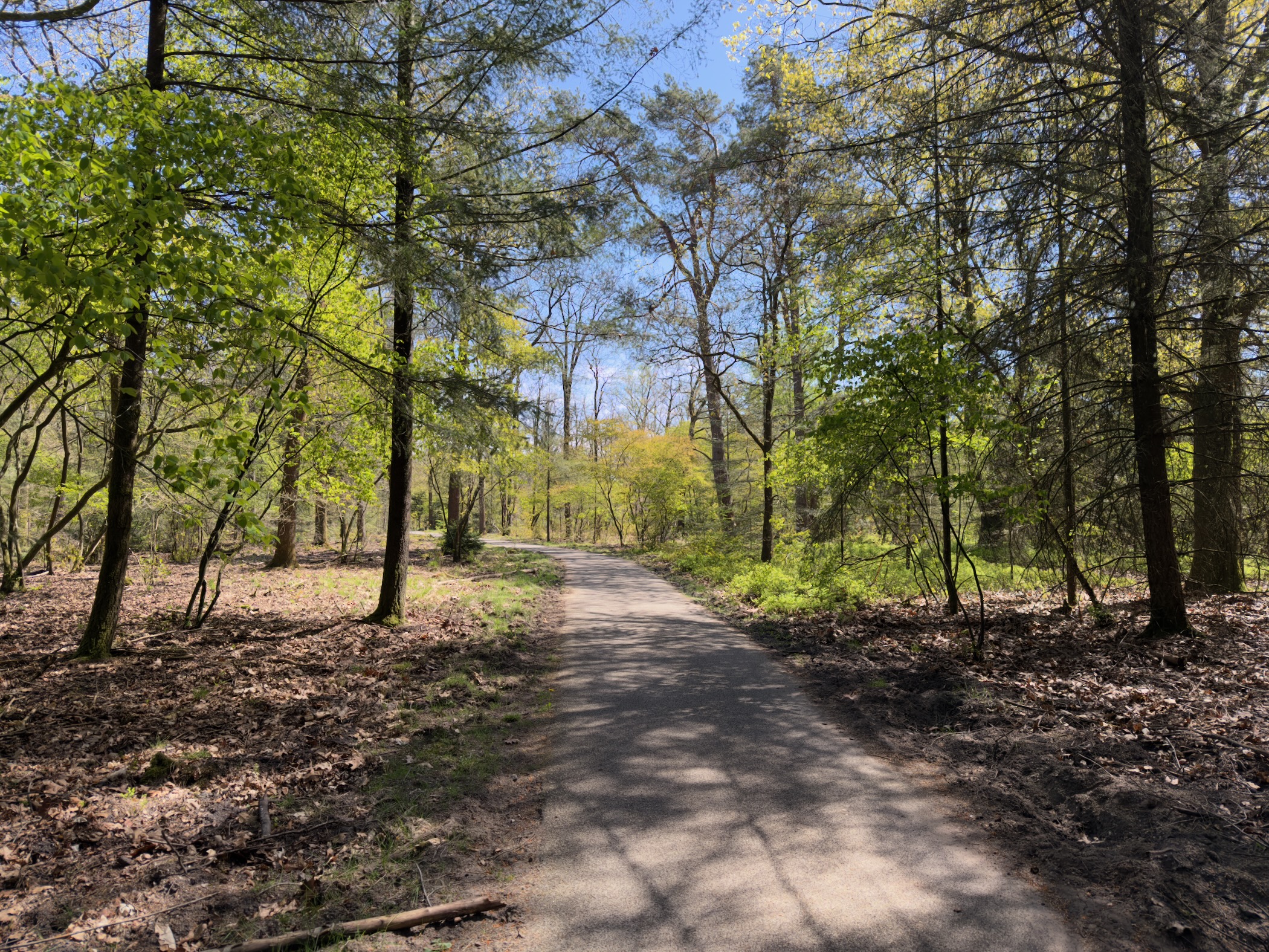 Sandy track through mixed forest under spring sunshine