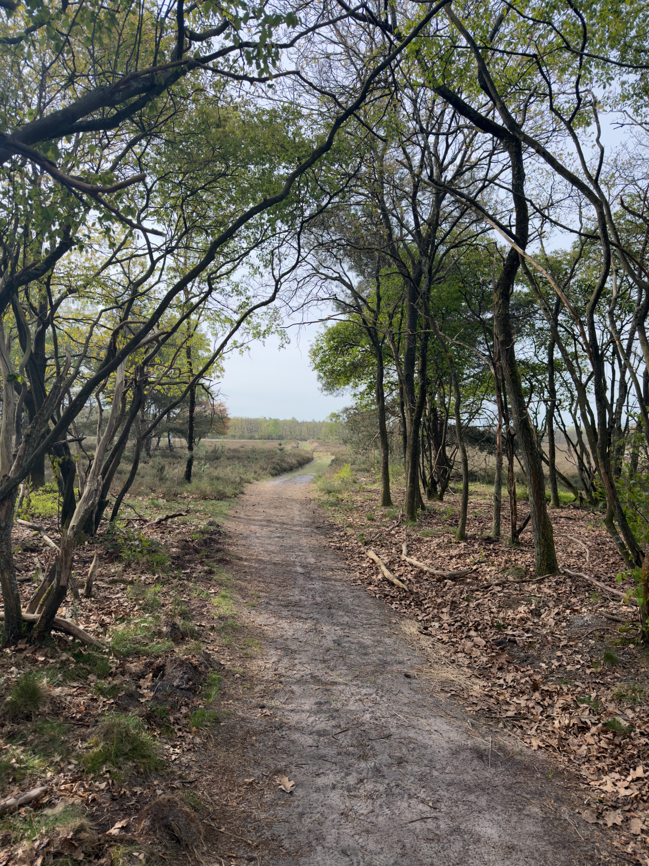 Sandy path through trees with branches arching overhead