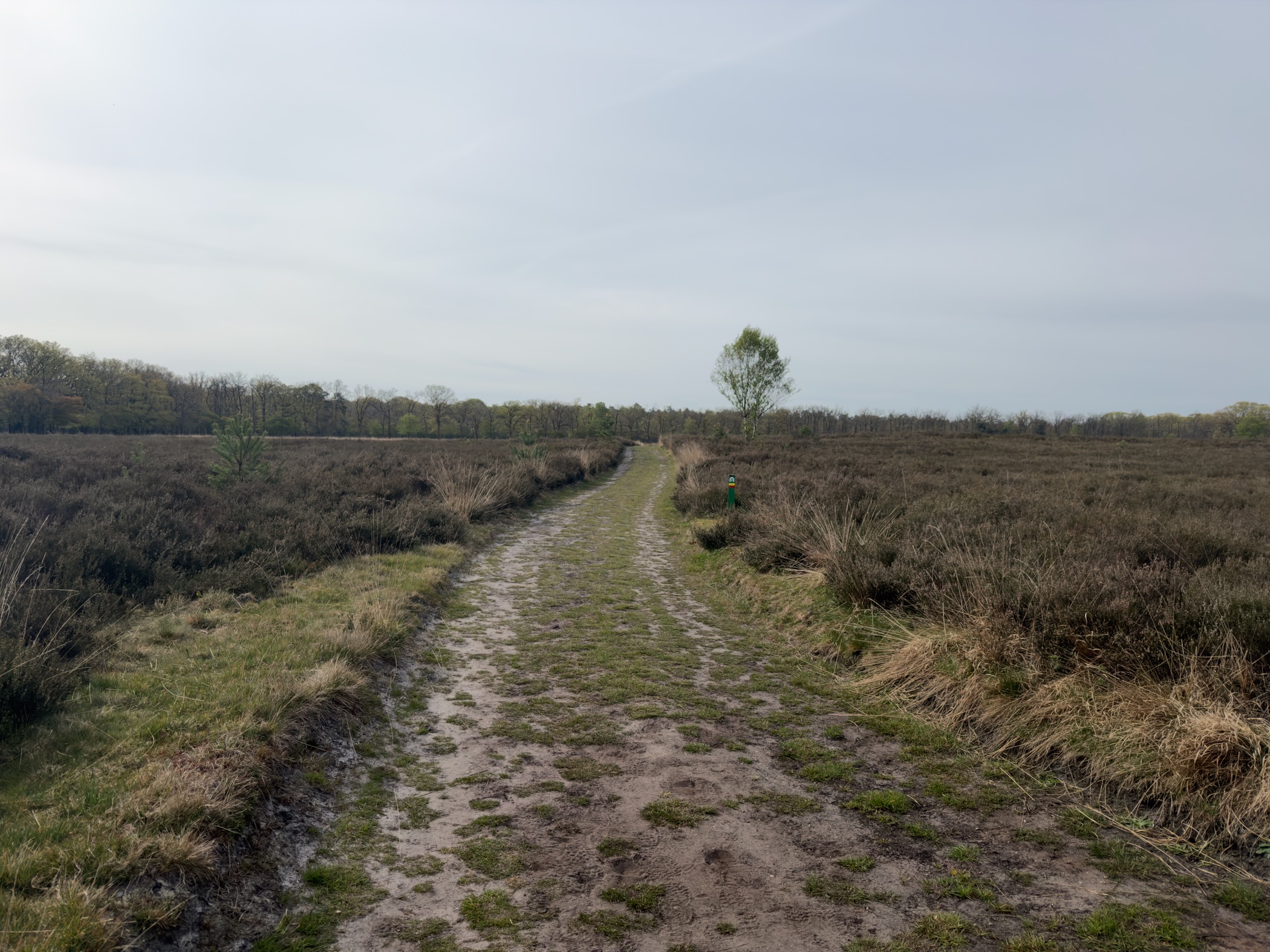 Sandy track running through heathland with a single tree on the right