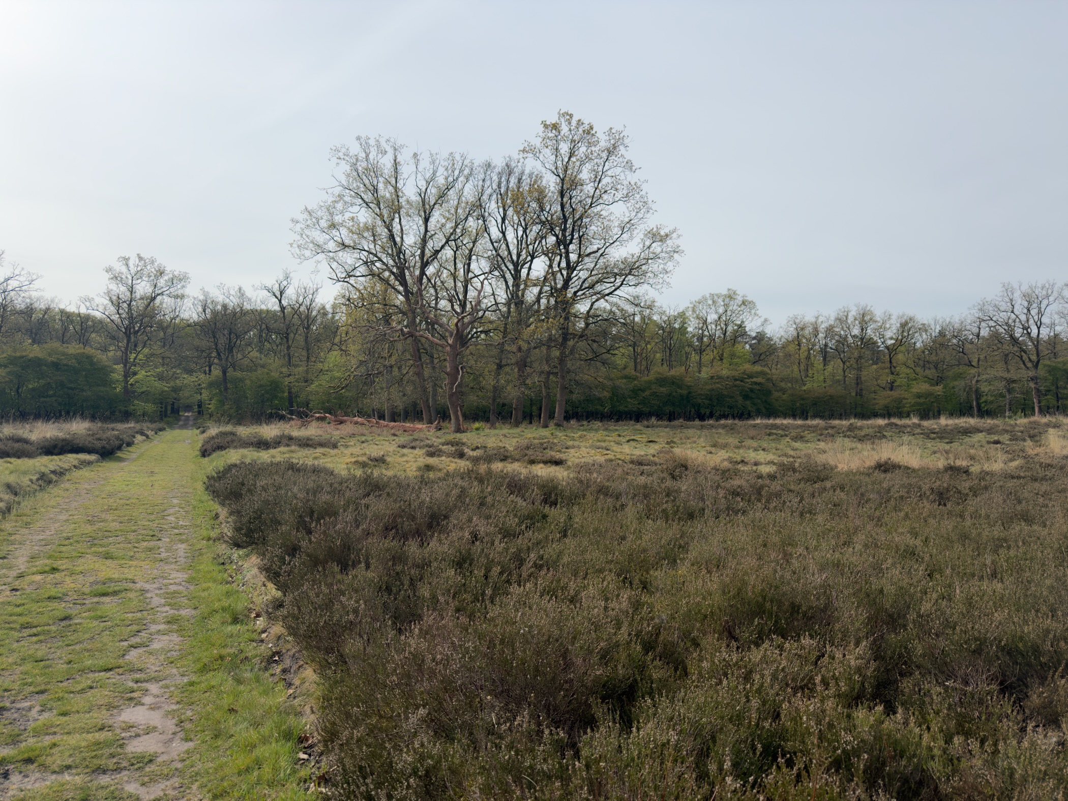 Grass path along the edge of heather with bare trees beyond