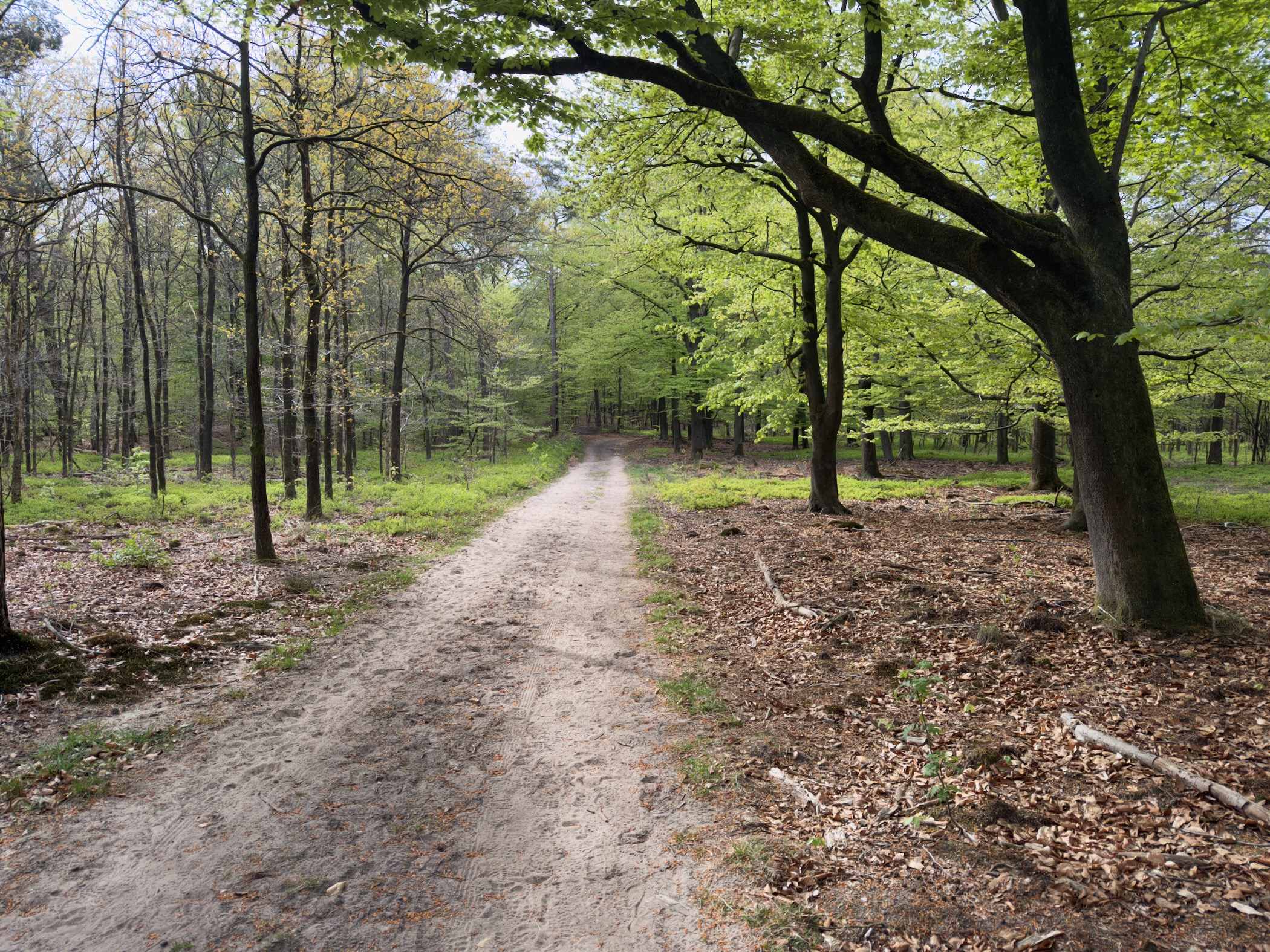 Forest path with bright spring foliage on beech trees