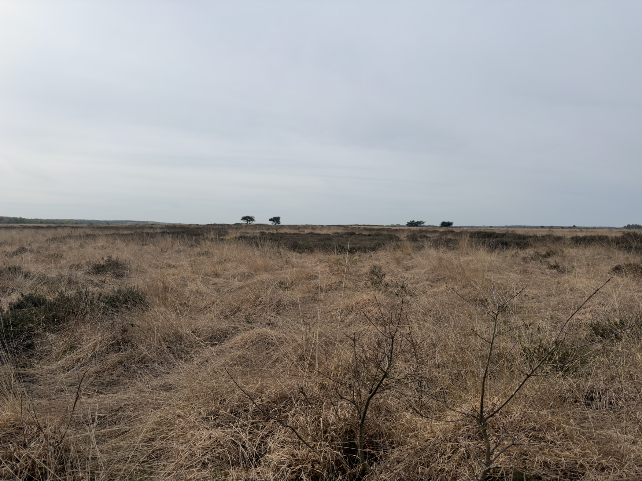 Wide open heathland under a grey overcast sky