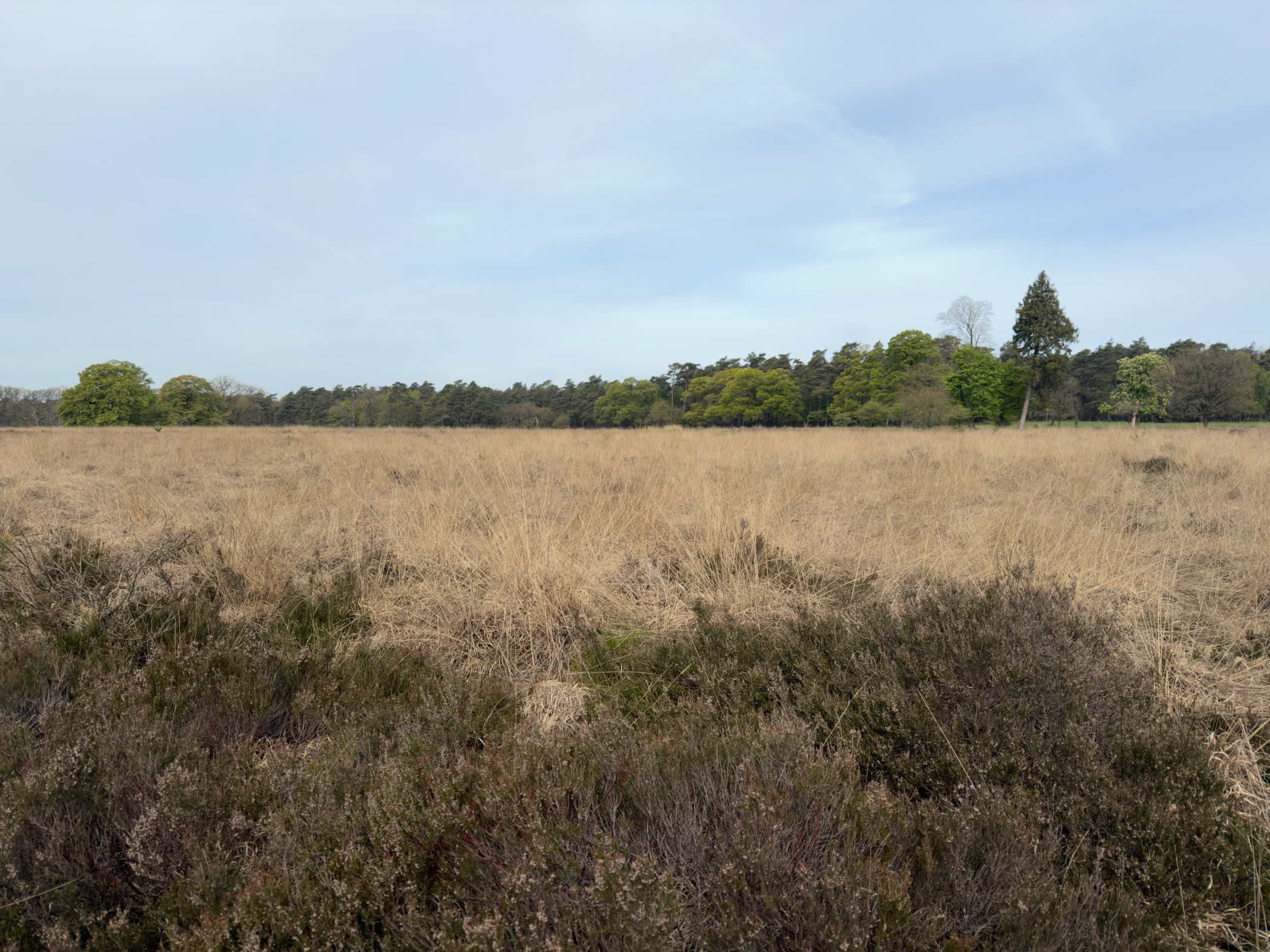 Open heathland with a tree line on the horizon