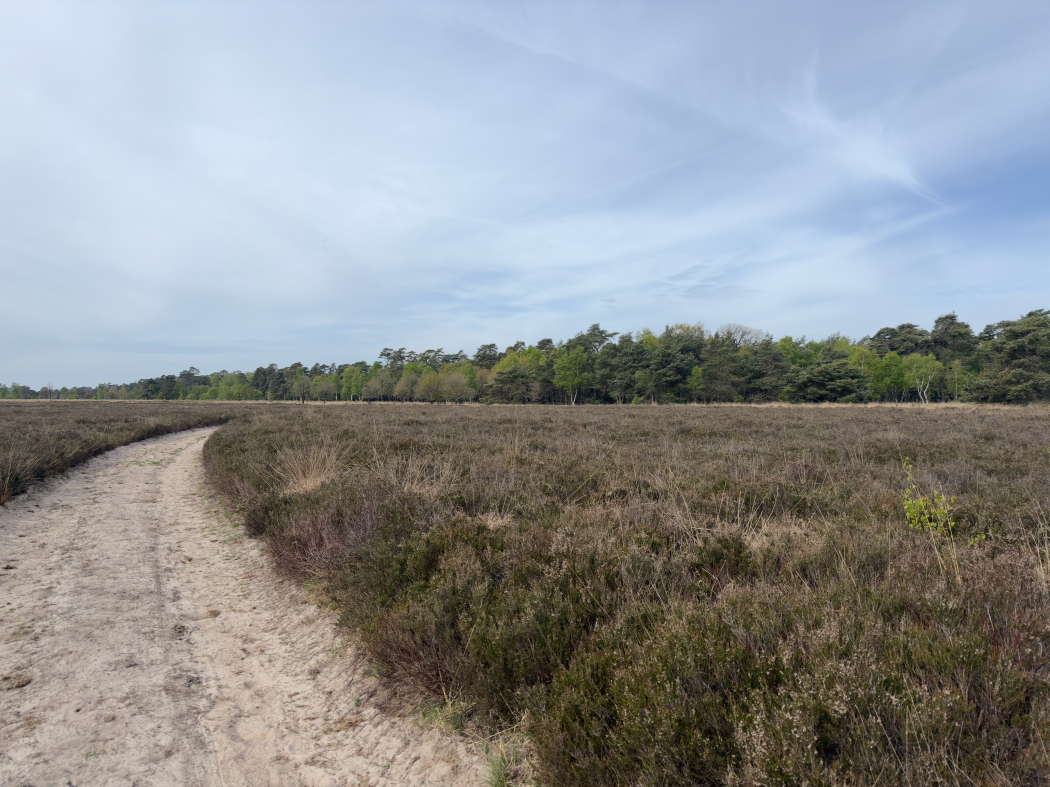 Sandy path curving through heather with pine forest in the distance