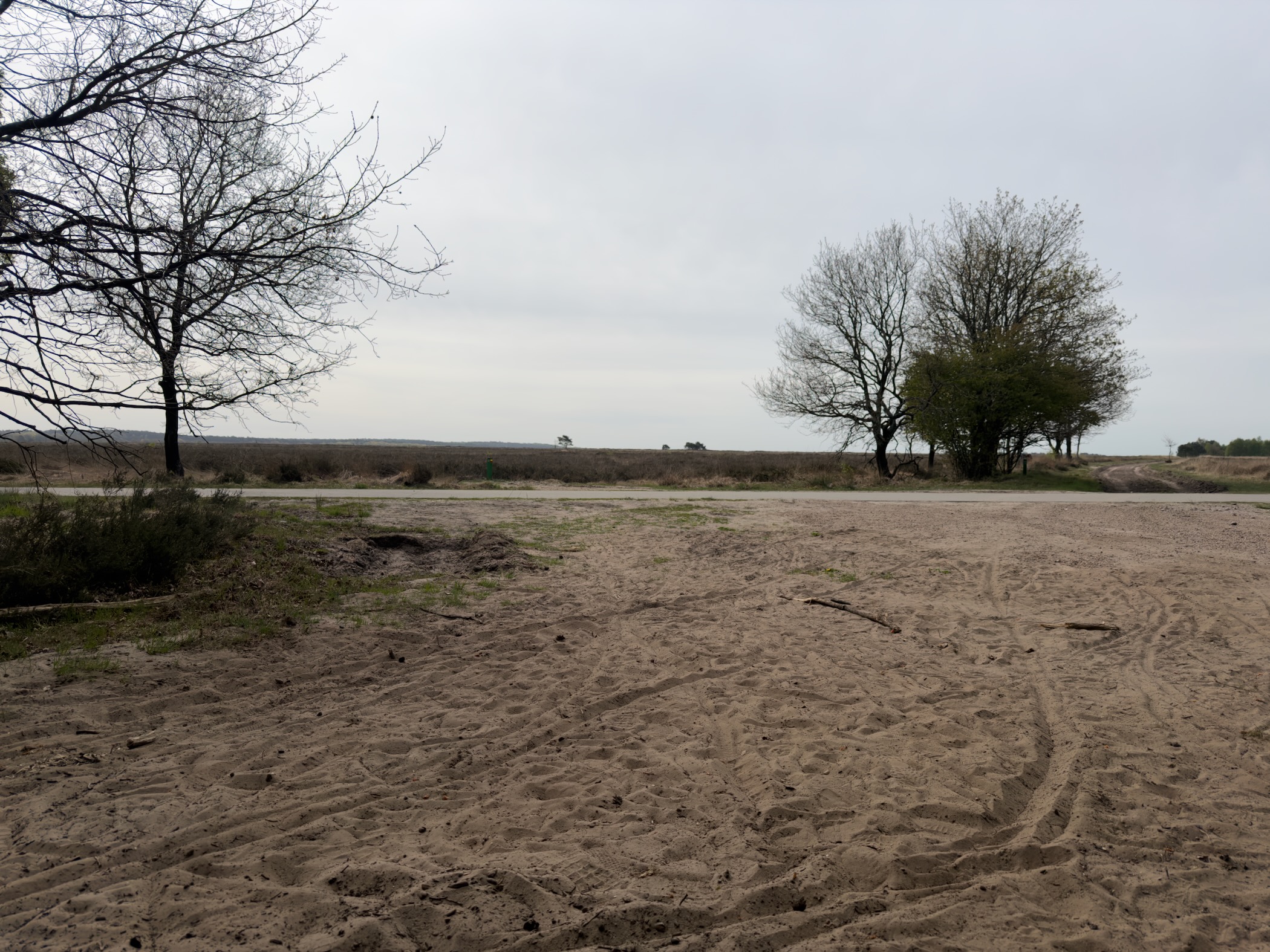 Sandy clearing with bare trees and a small cluster of trees on the right