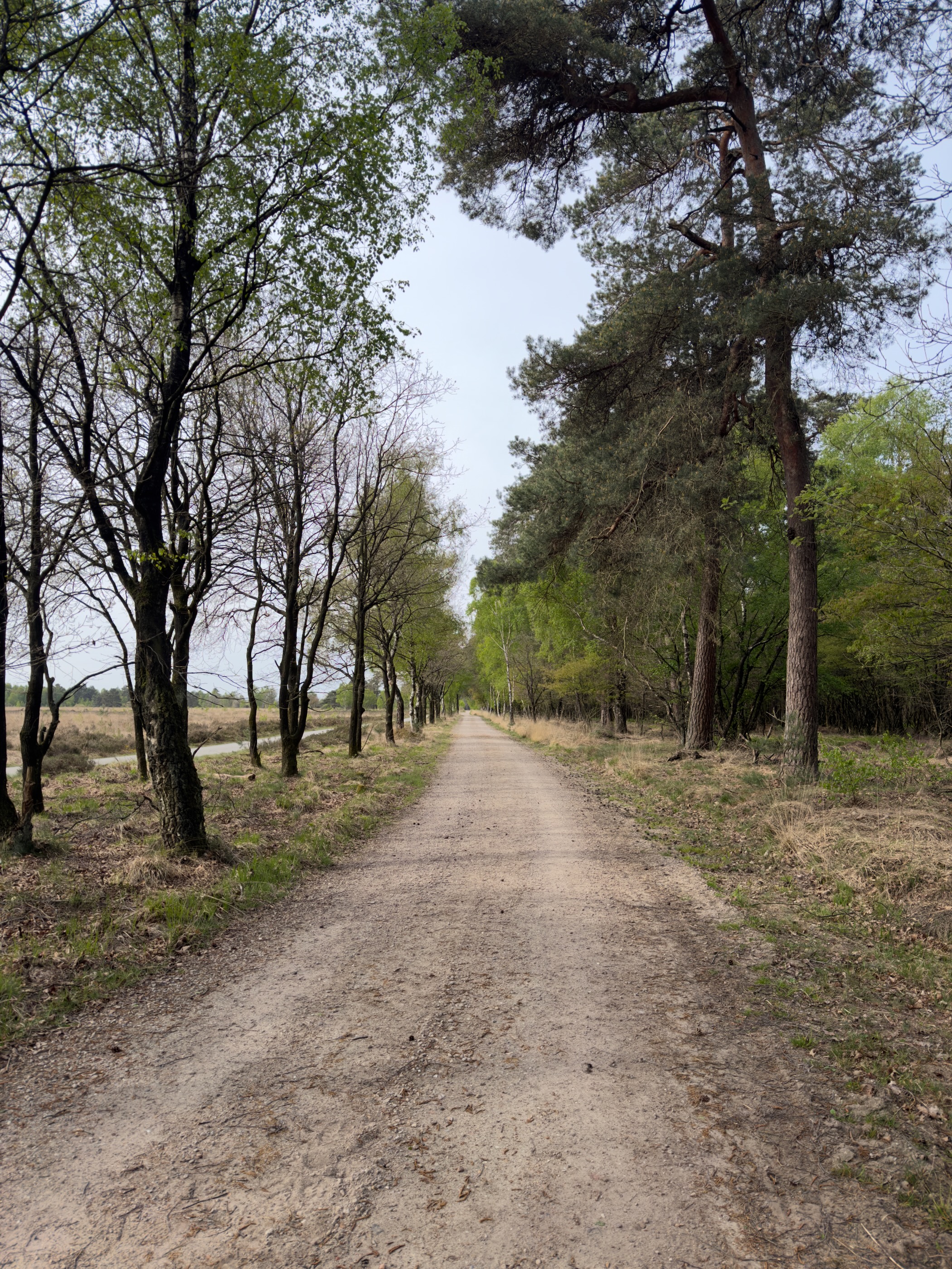 Long straight forest track lined with pines and birches