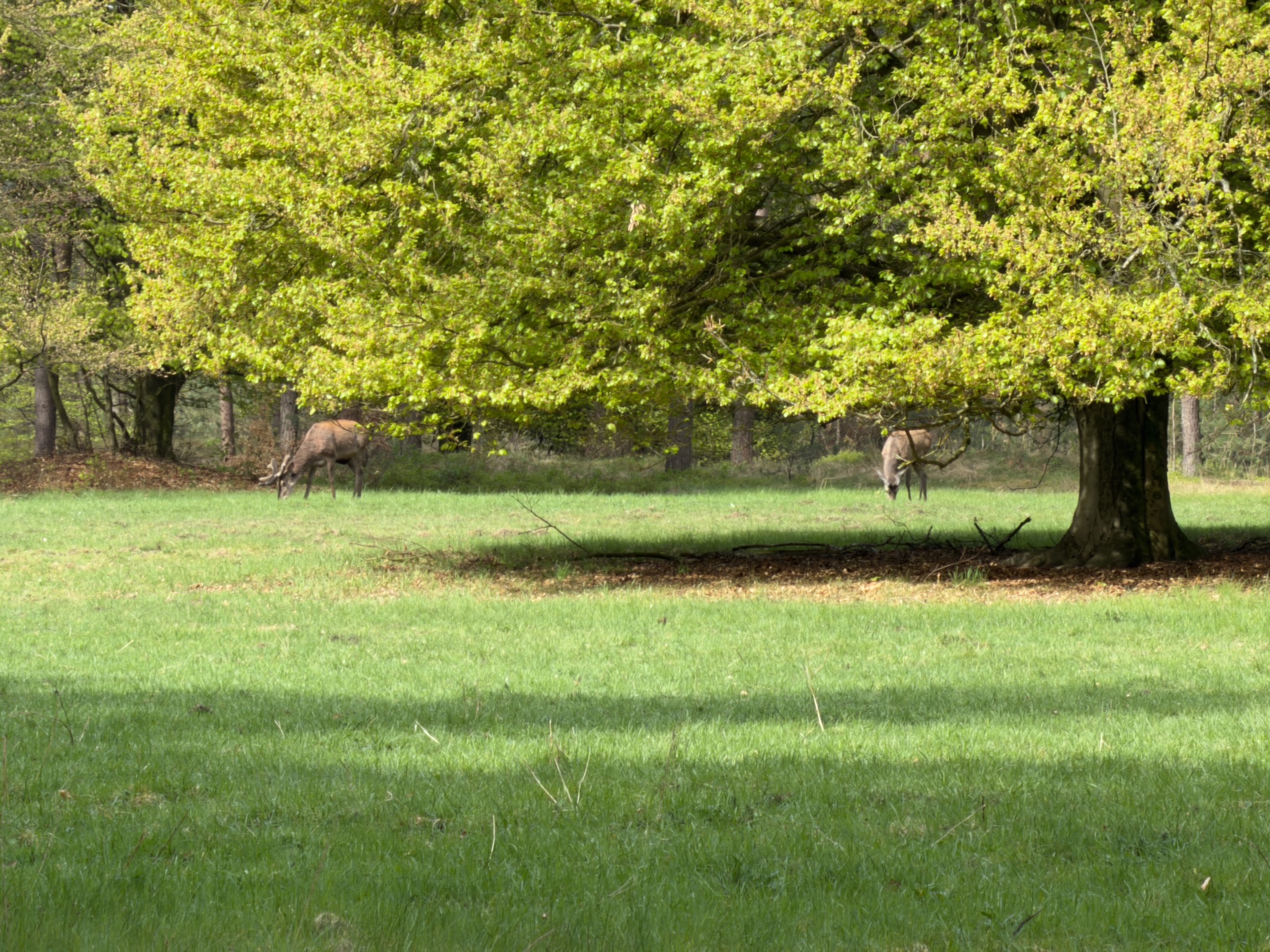 Two red deer grazing under a large oak tree in a meadow