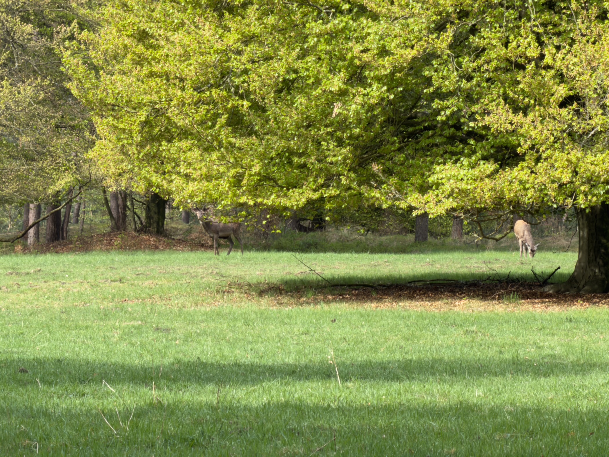 Three red deer in a meadow at the edge of a forest