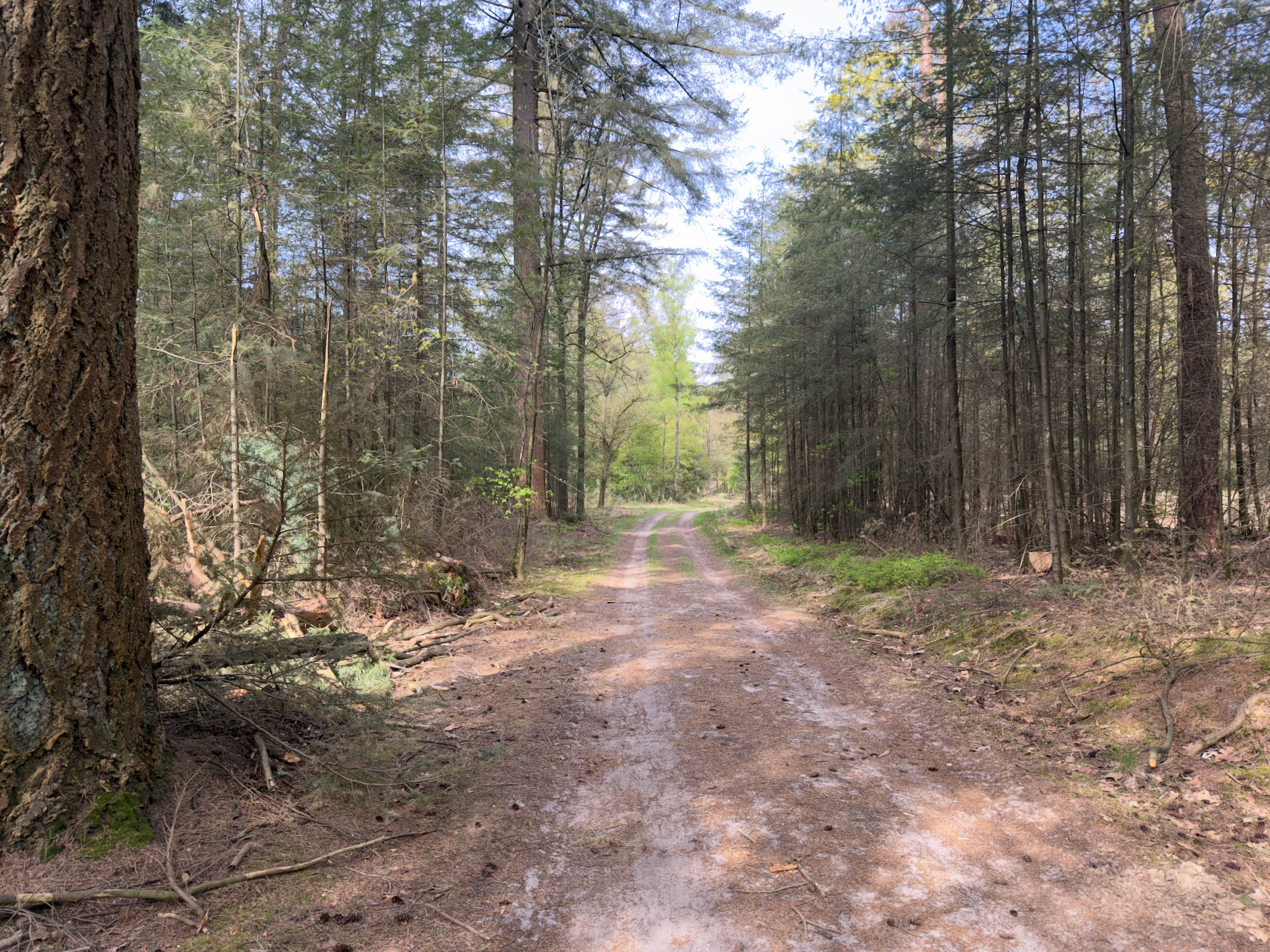 Forest path winding through pine trees on a sunny day