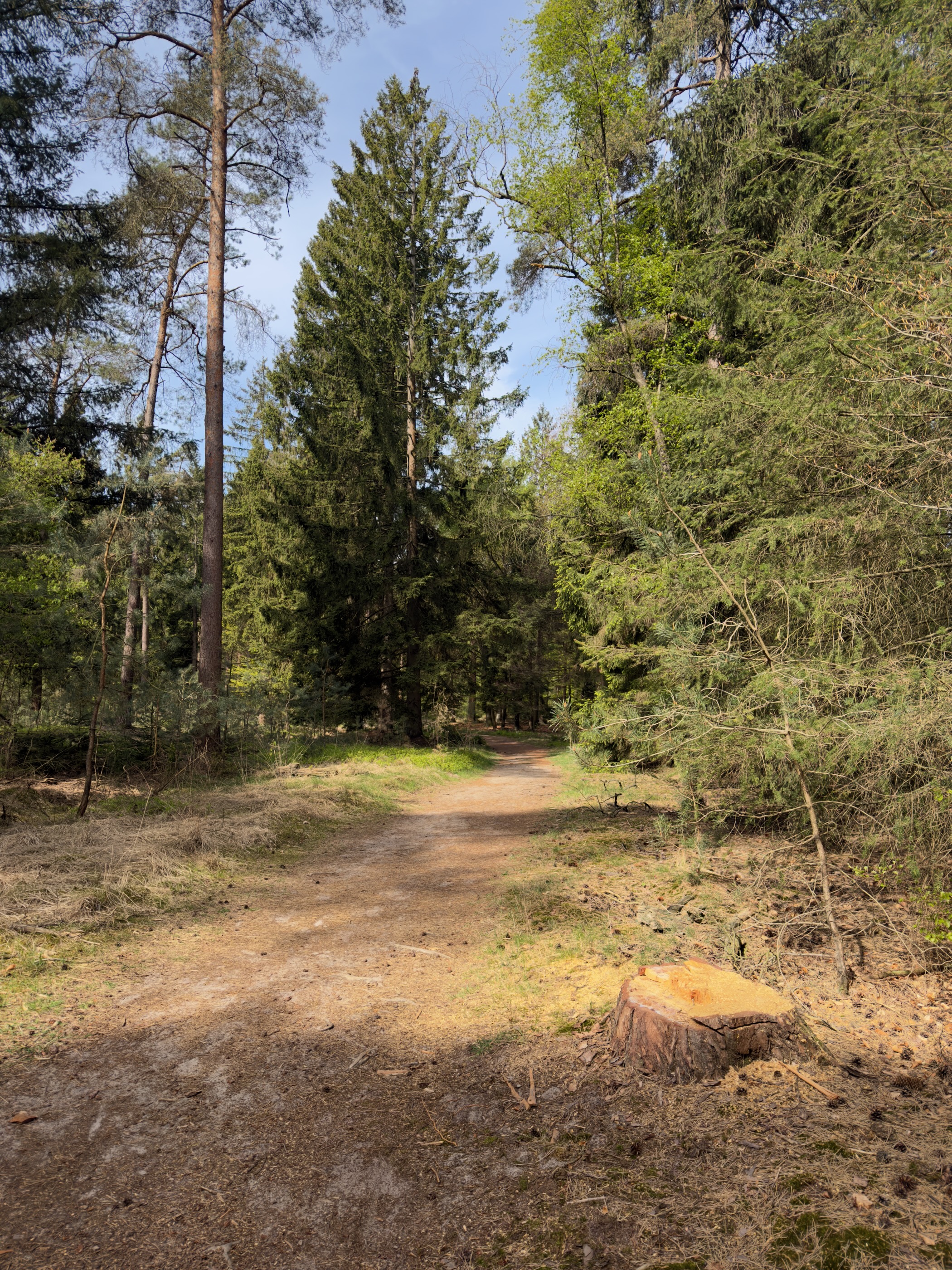 Sandy forest path beside a tall pine with a fresh stump in the foreground