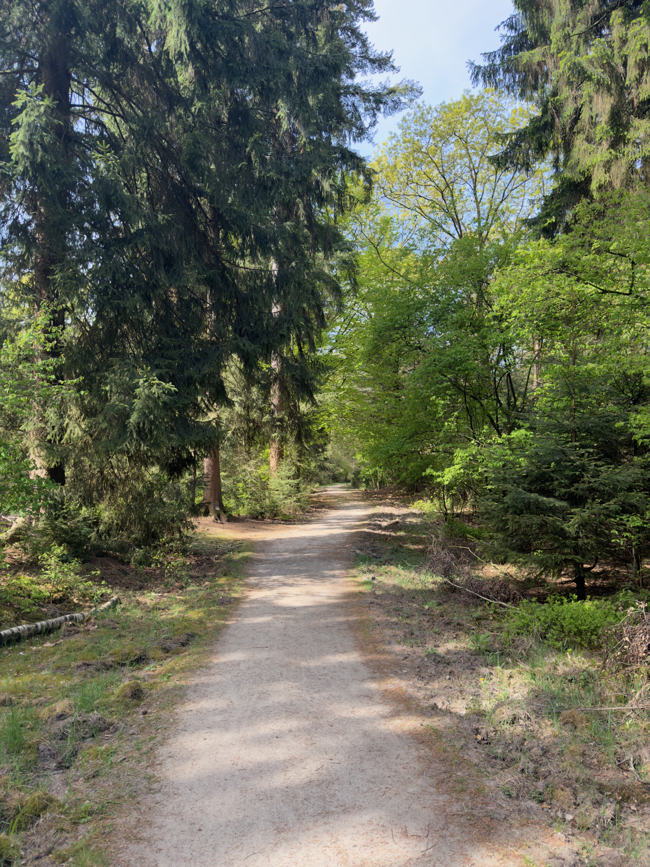 Path through dense pines and beeches with sunlight filtering down