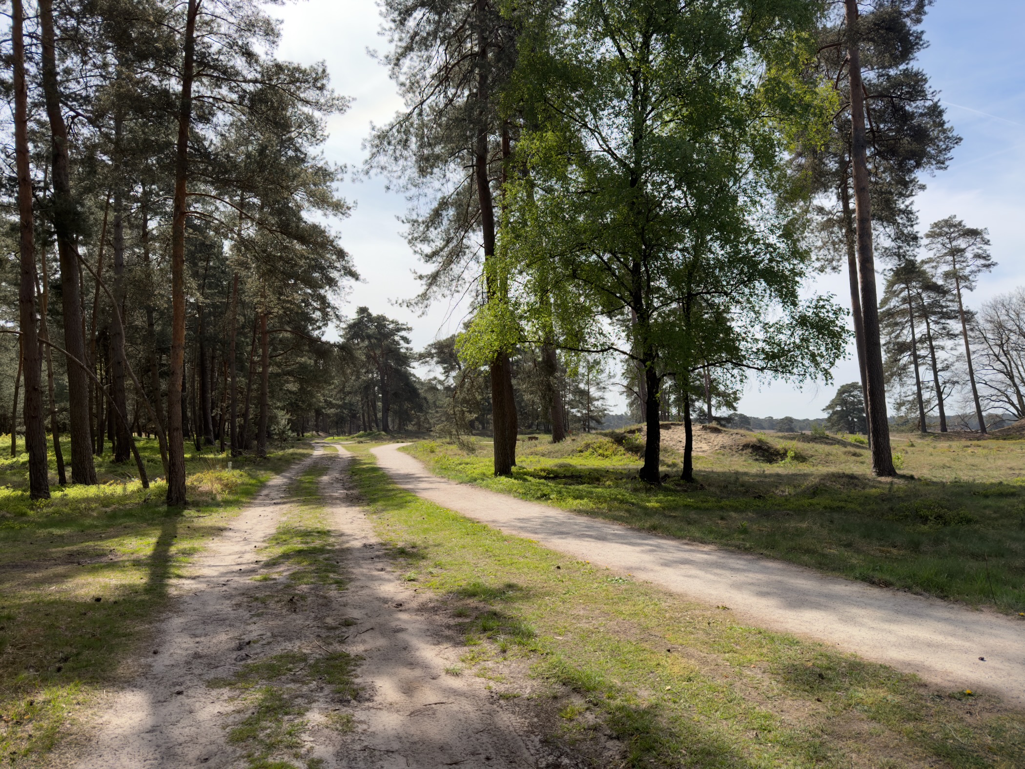 Sandy track through a sunlit pine wood beside open heath