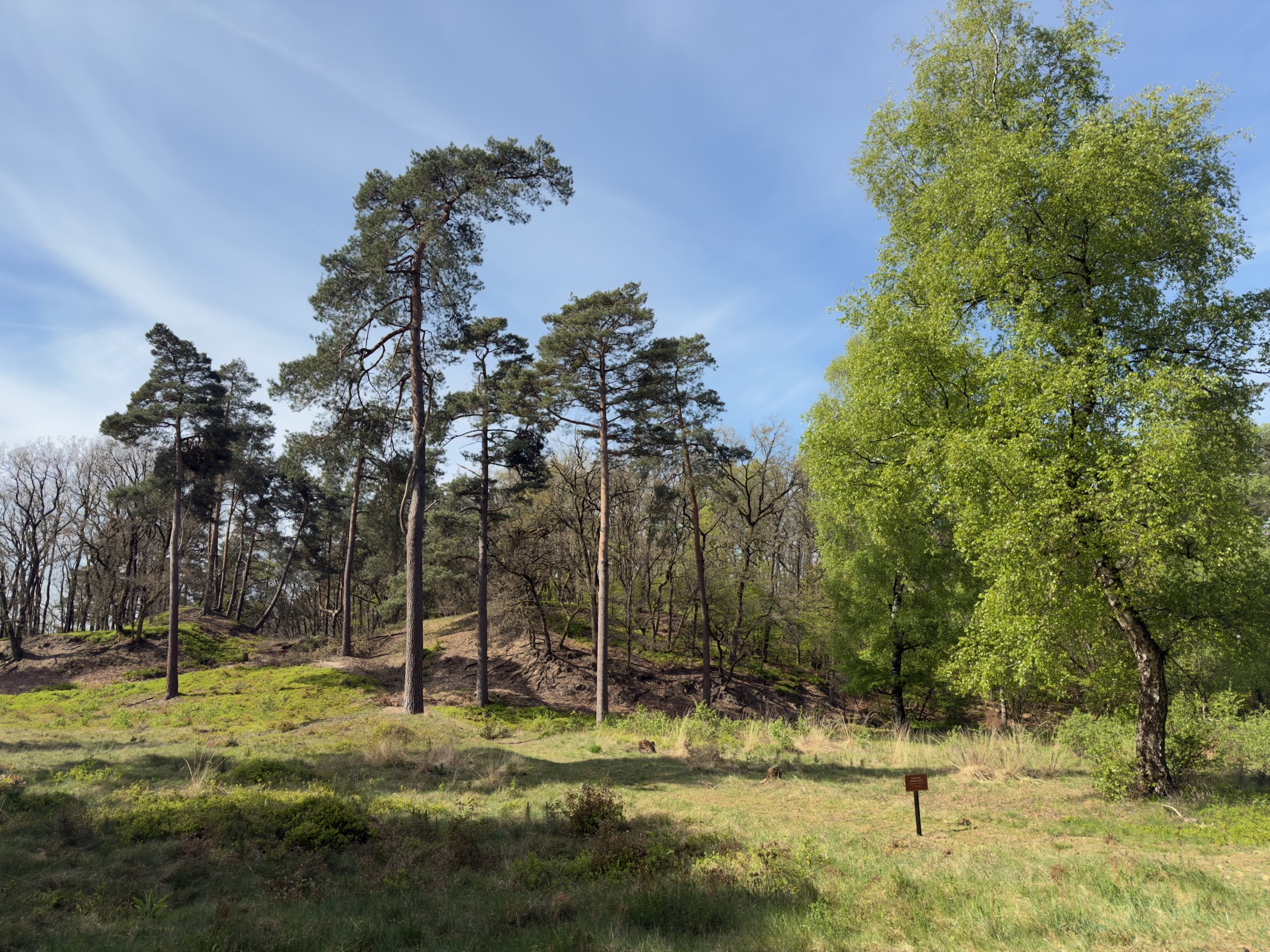 Pine trees on a small ridge under a blue sky