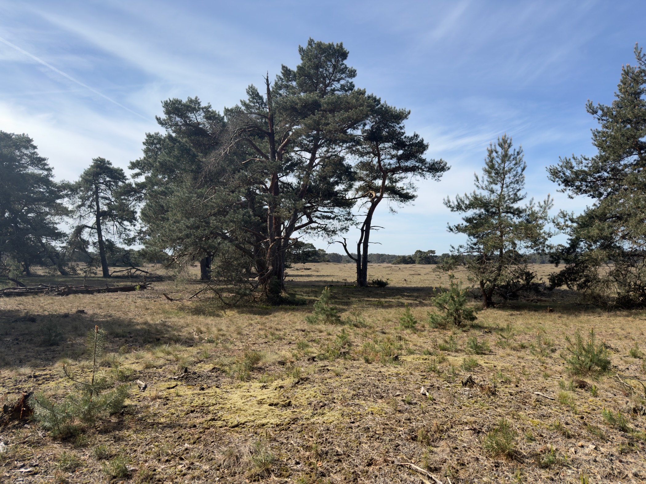 Pine trees on the heath with patches of moss and grass