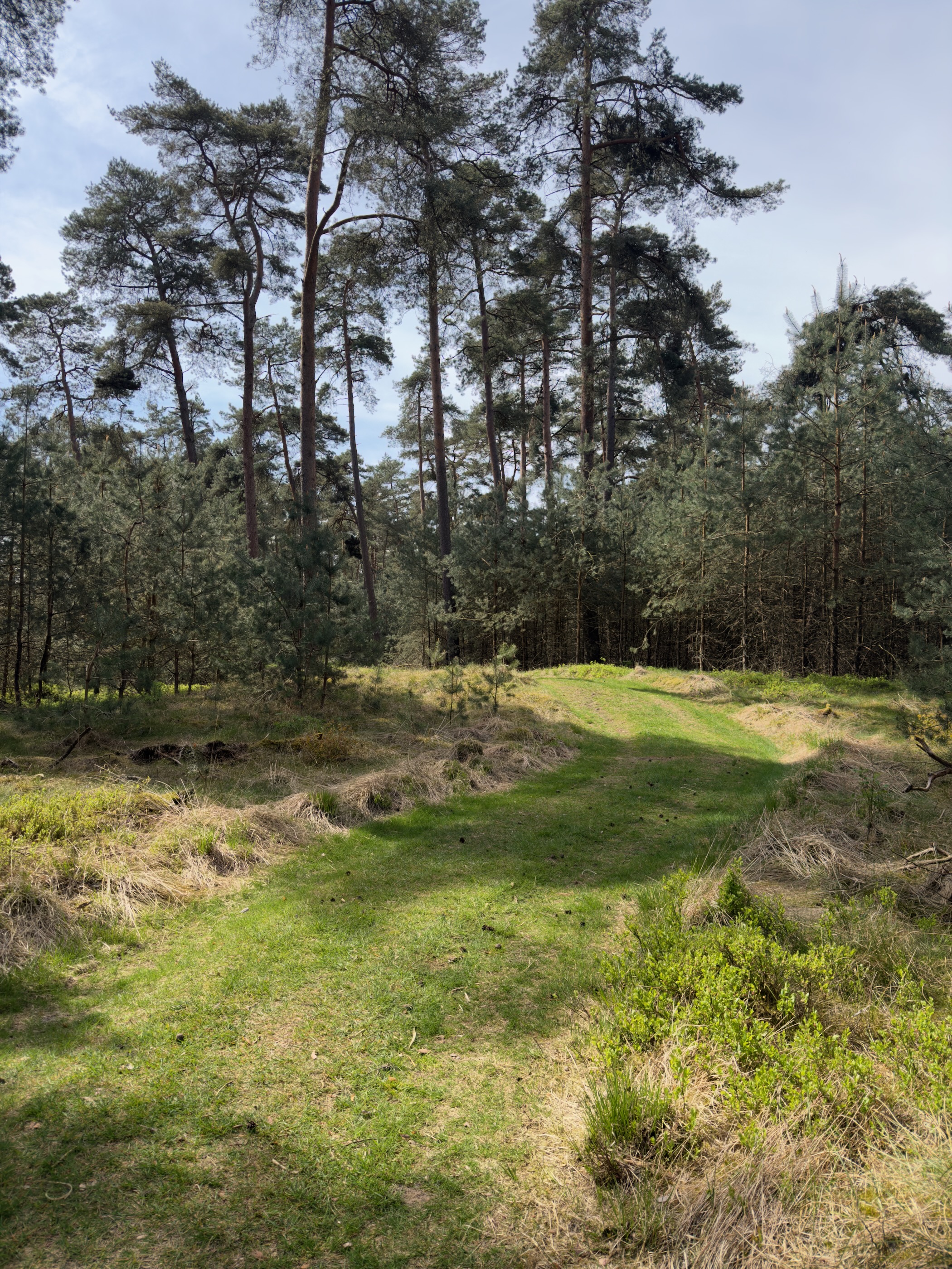 Grass path between sandy ground and tall pine trees
