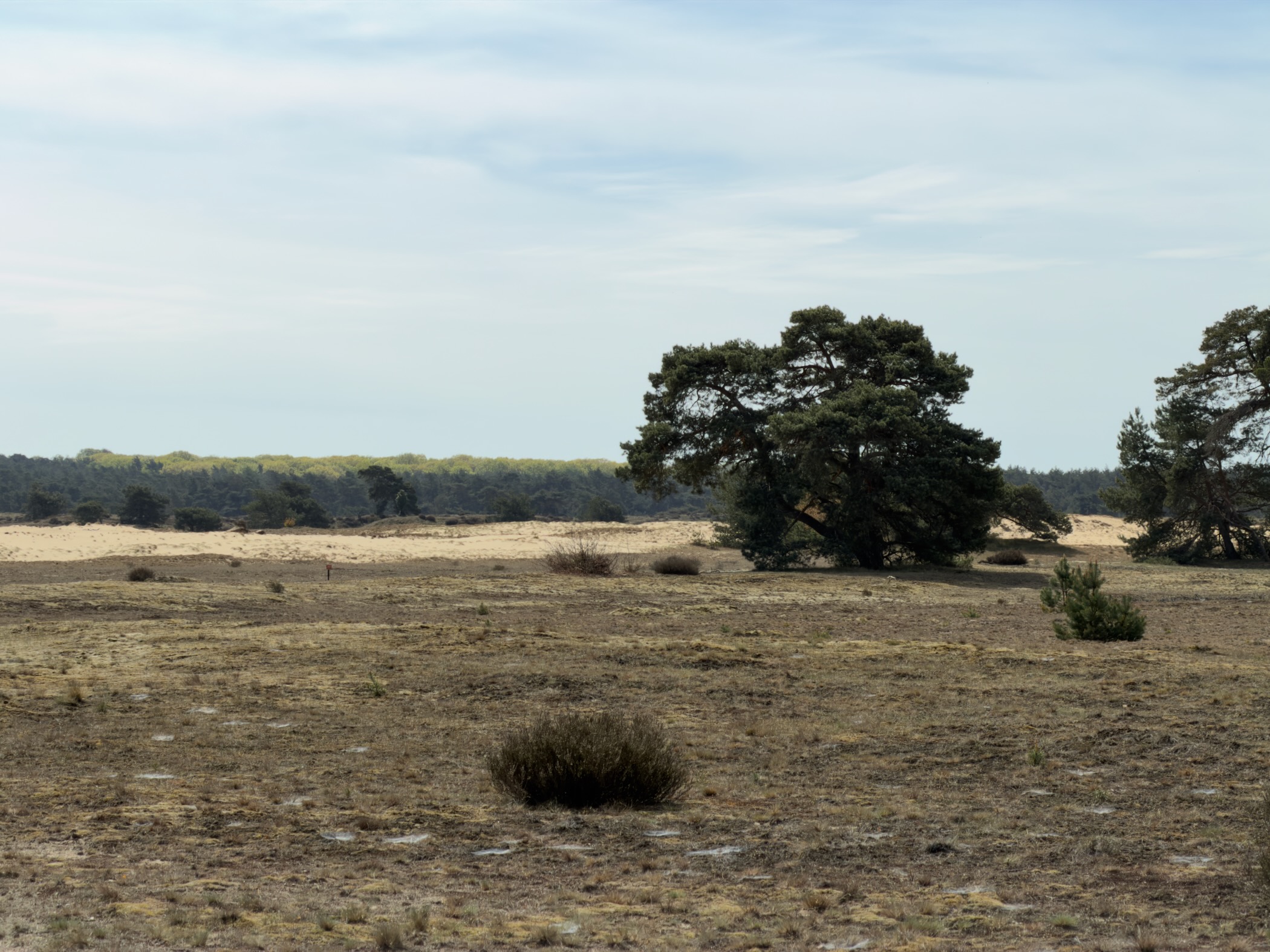 Open sandy area with a windswept pine on the right