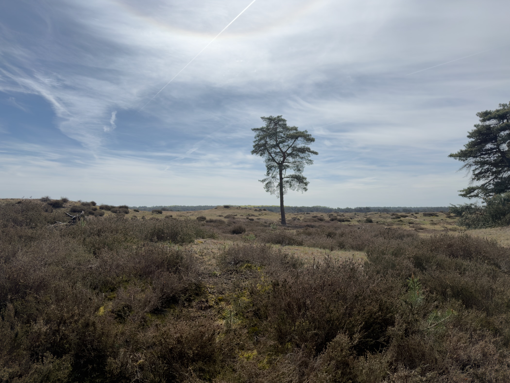 Lone pine tree on heath under a partly cloudy sky