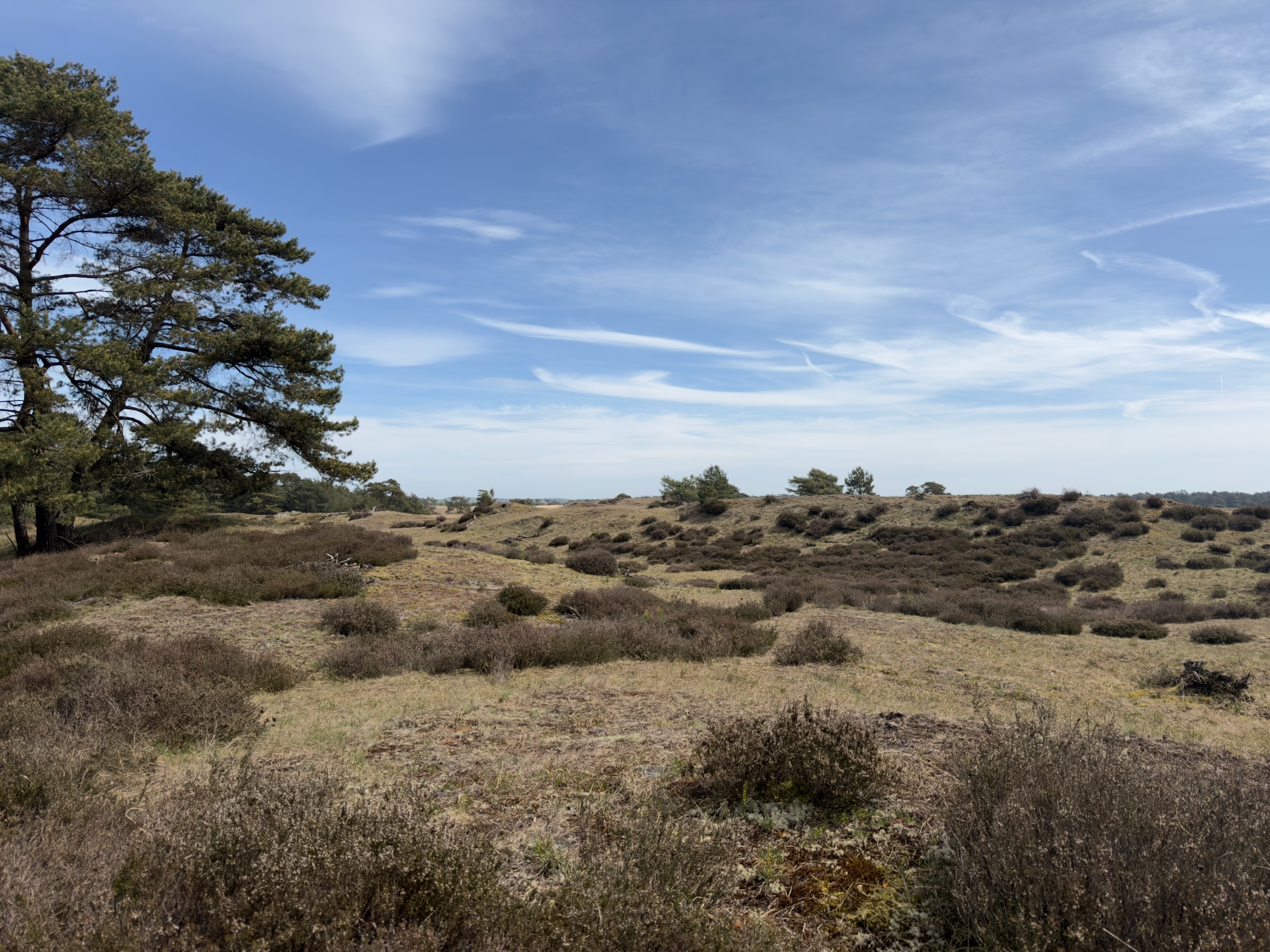 Heath landscape with a large pine on the left and rolling shrubs