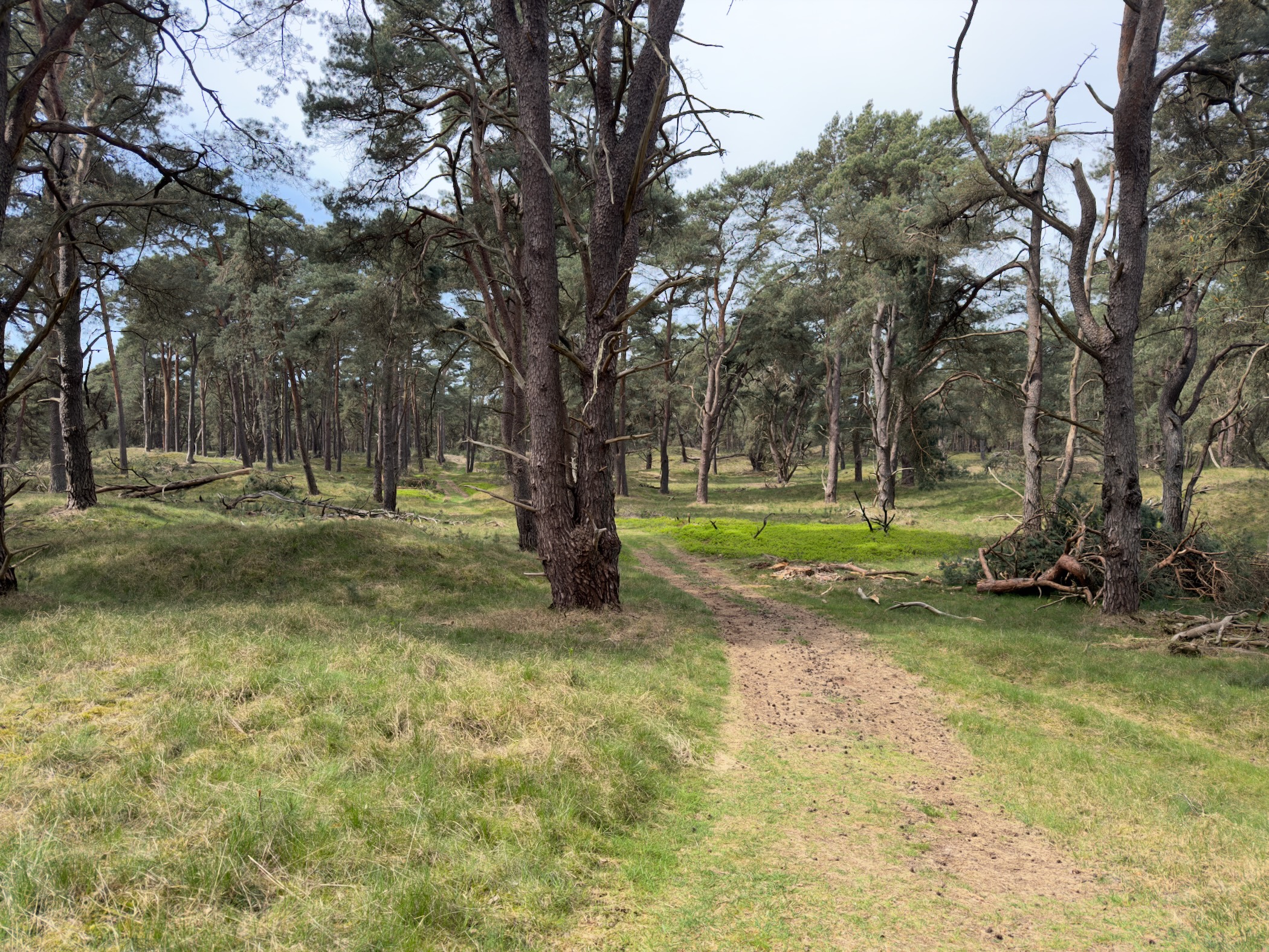 Forest clearing with pines, a small pond and fallen branches